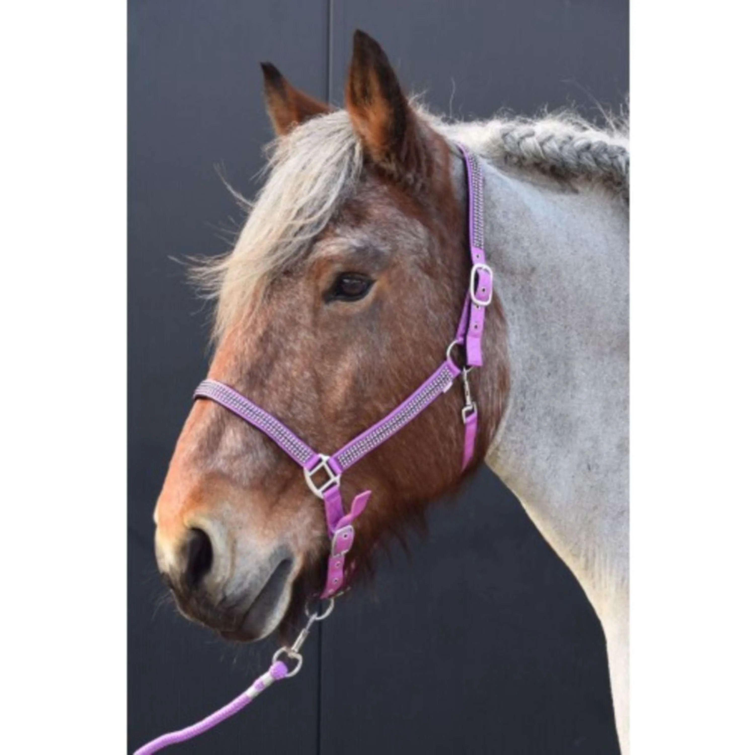 HB Licol Diamonds Collection Lilas - Image 2