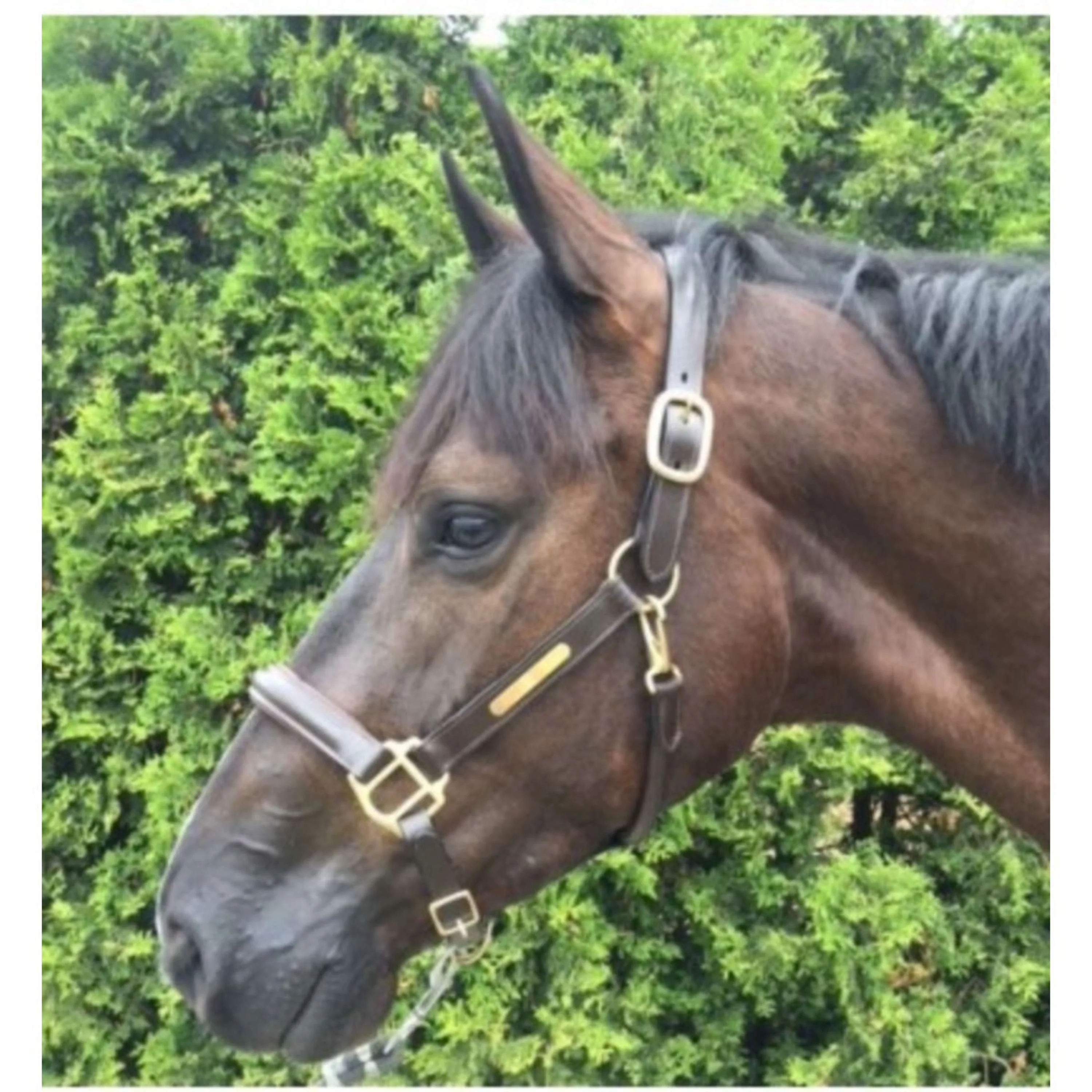 HB Licol Horse Name Leer Marron - Image 2
