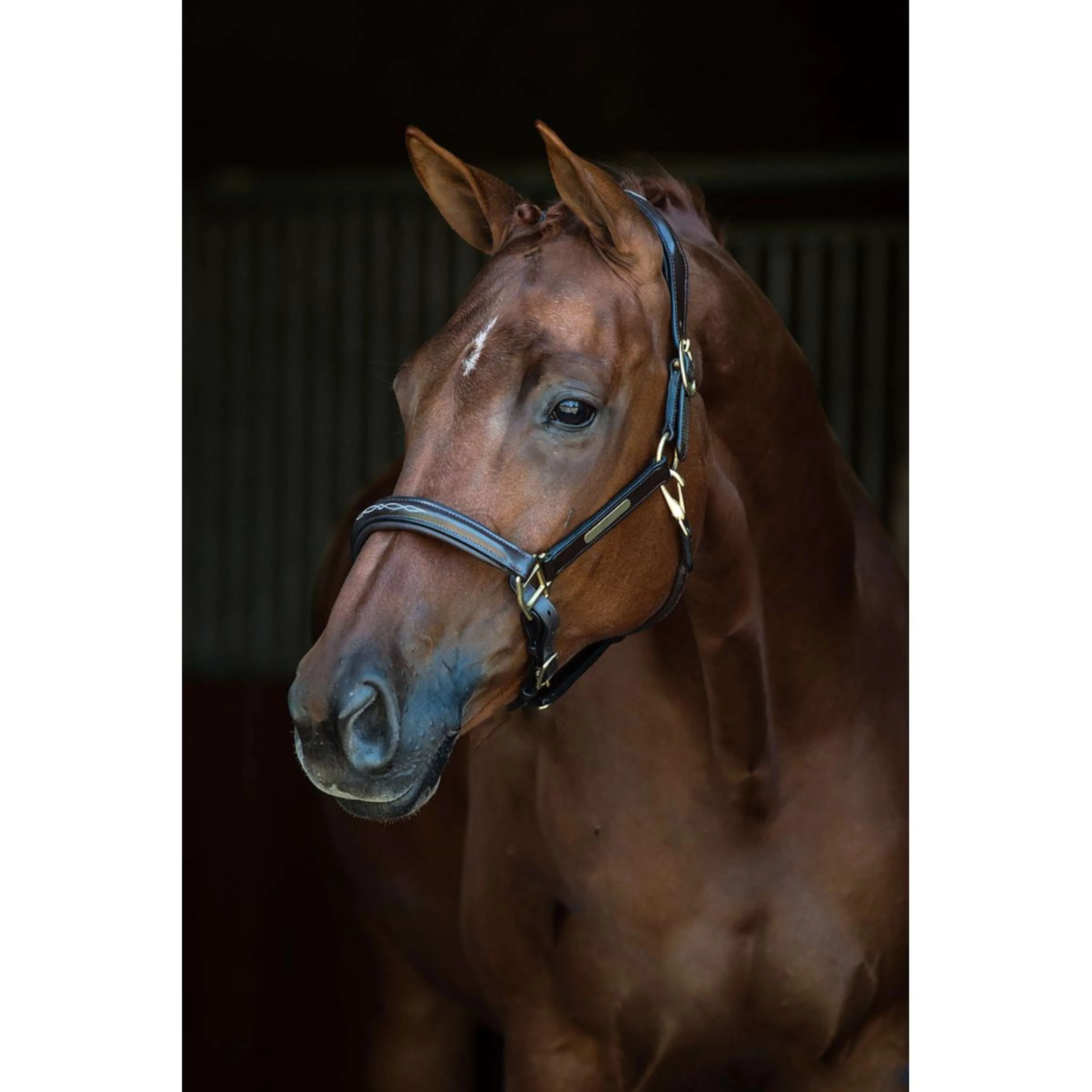 HB Licol Horse Name Leer Noir - Image 2
