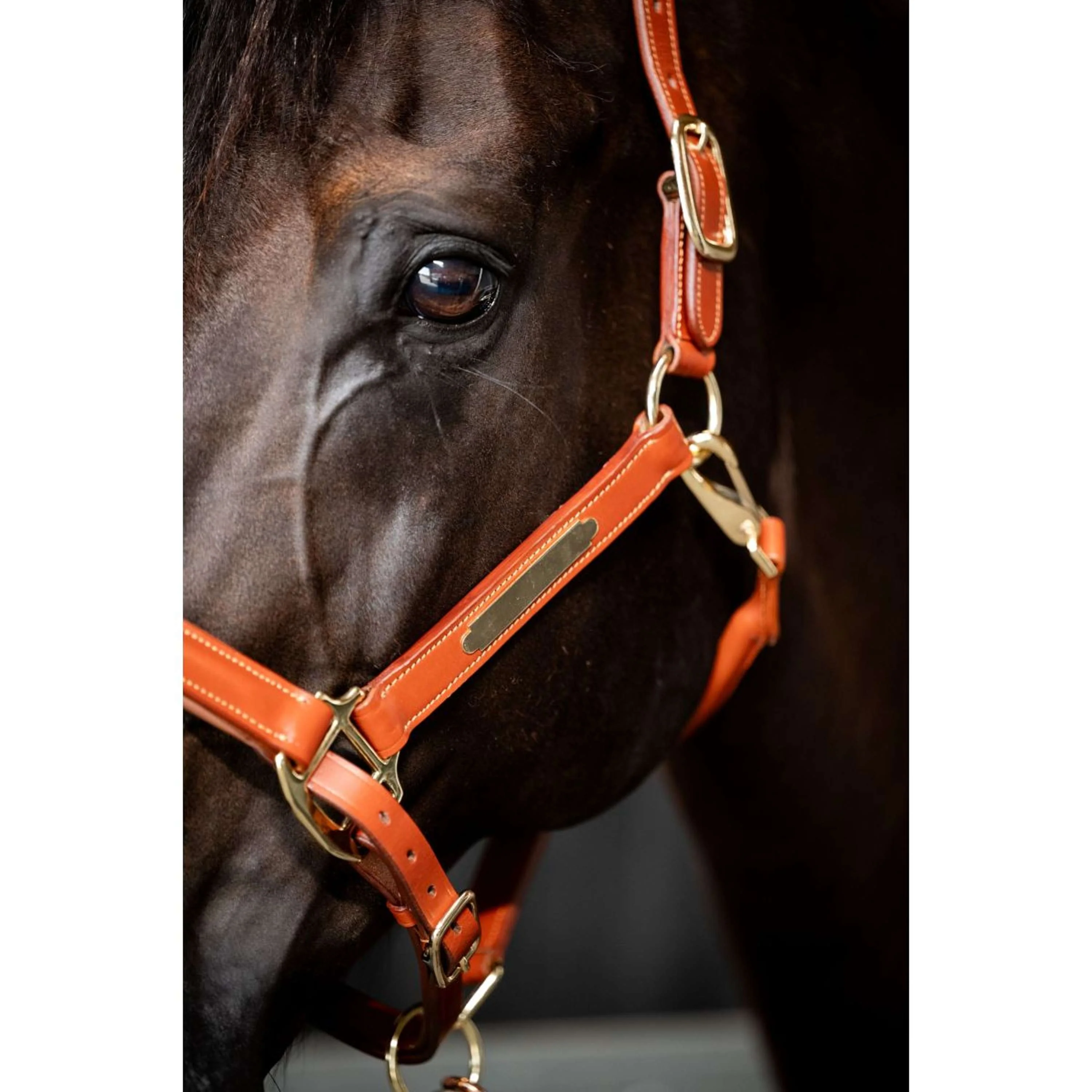 HB Showtime Licol Name Cognac - Image 2