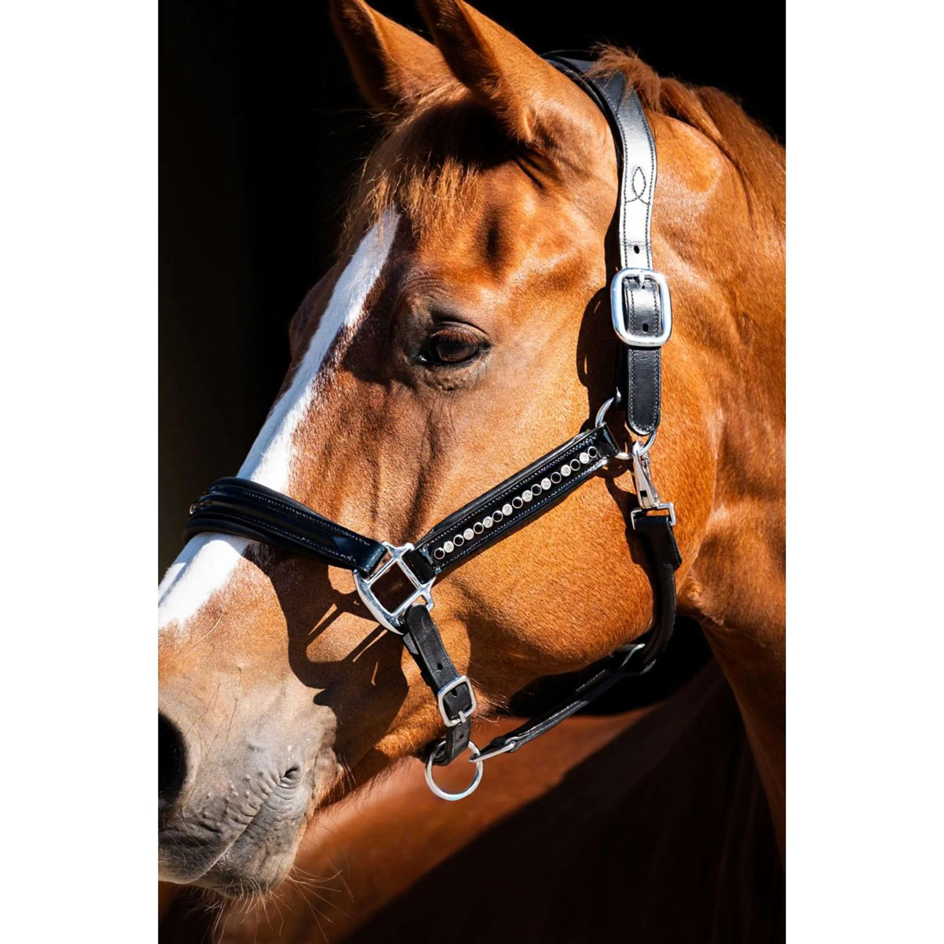 HB Showtime Licol Rivet Swarovski Cuir Noir - Image 2