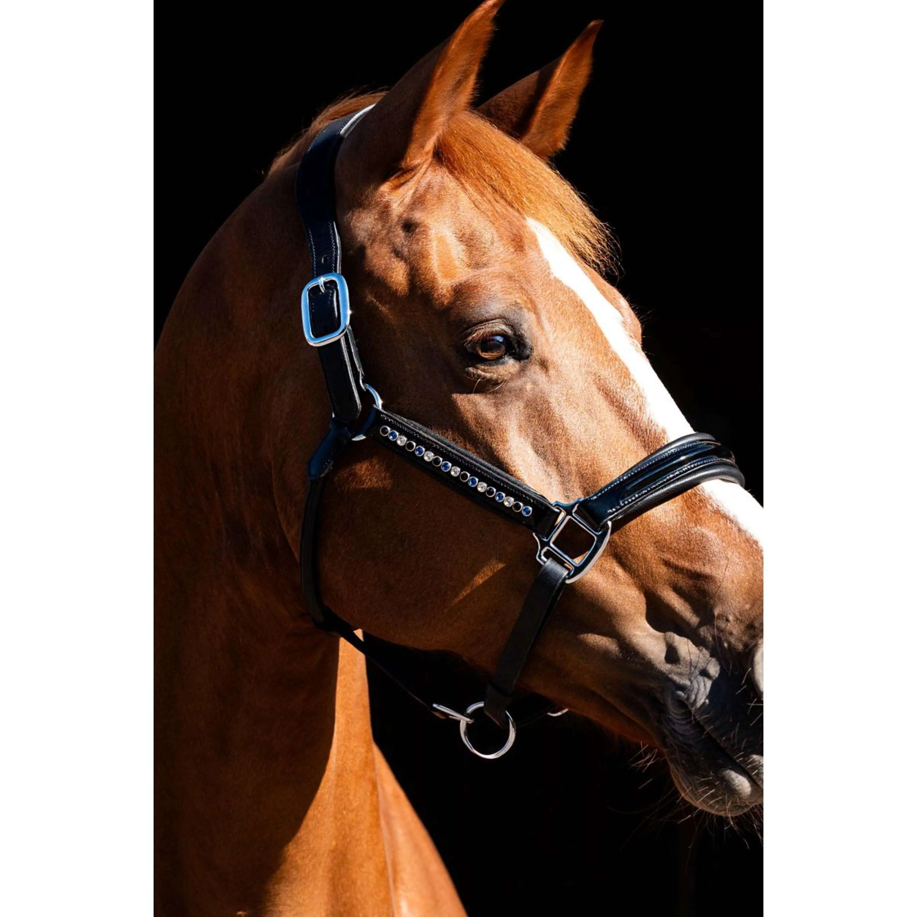HB Showtime Licol Rivet Swarovski Cuir Noir/marine - Image 3