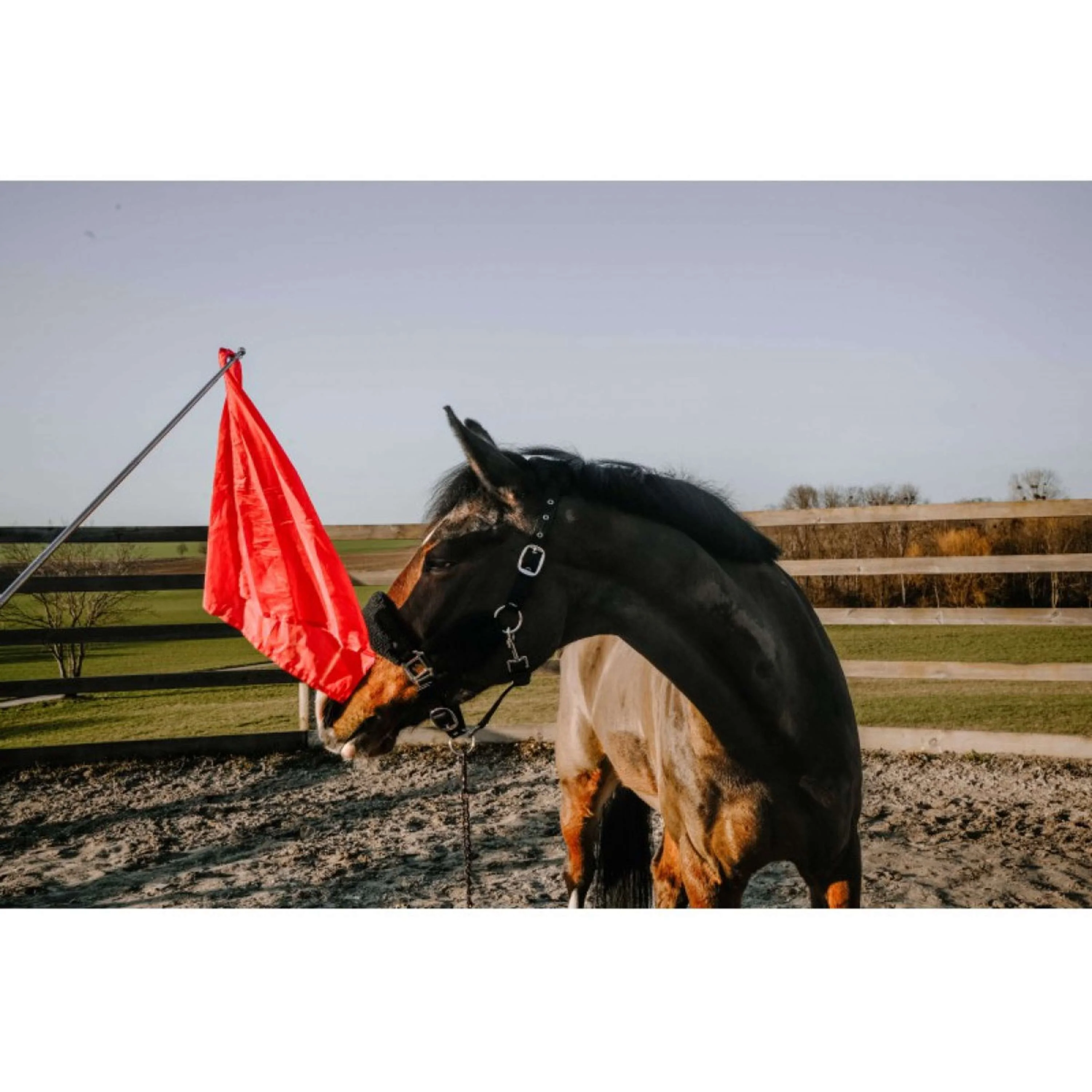 Hippotonic Bâton d'entraînement Ethologisch avec drapeau Rouge - Image 2