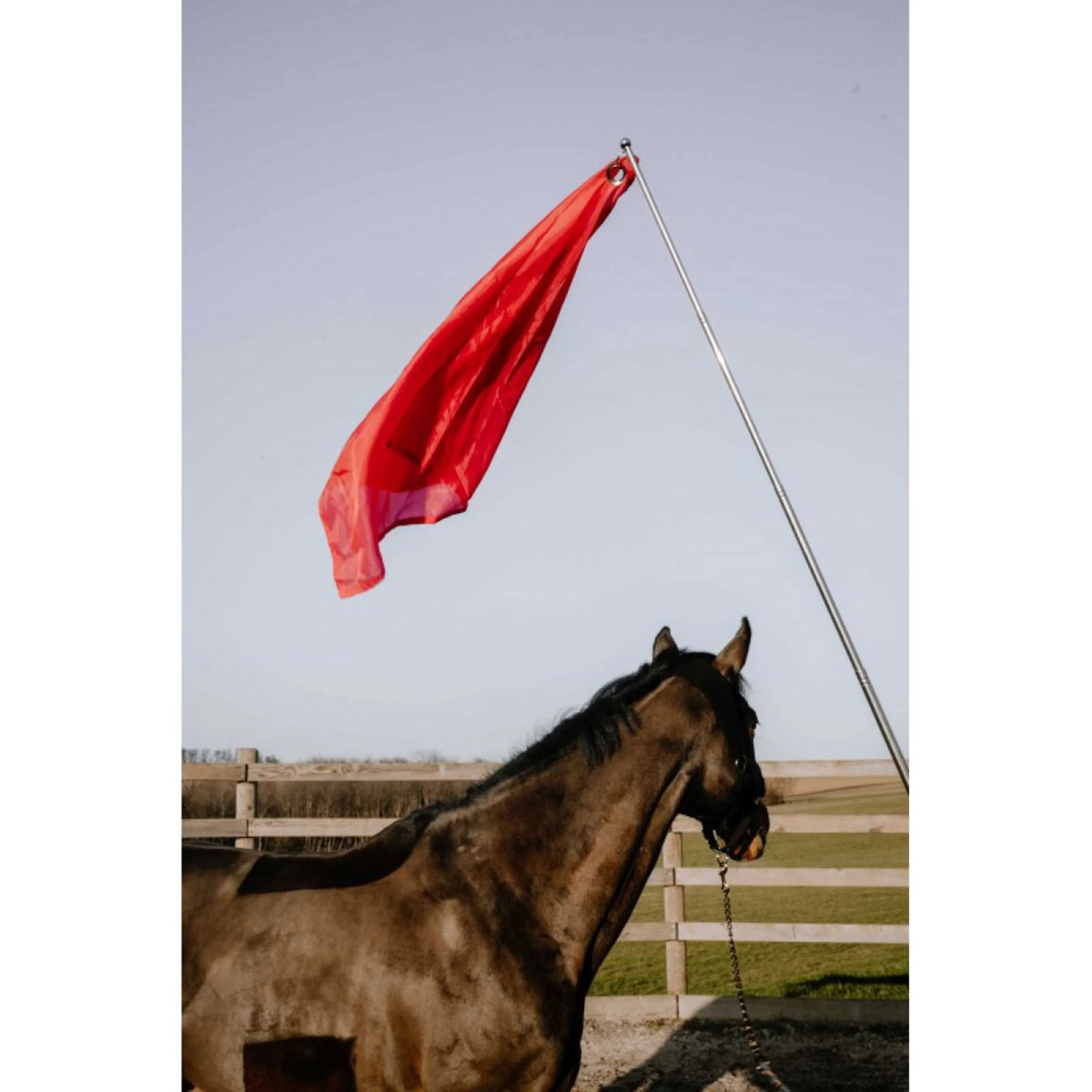 Hippotonic Bâton d'entraînement Ethologisch avec drapeau Rouge - Image 3