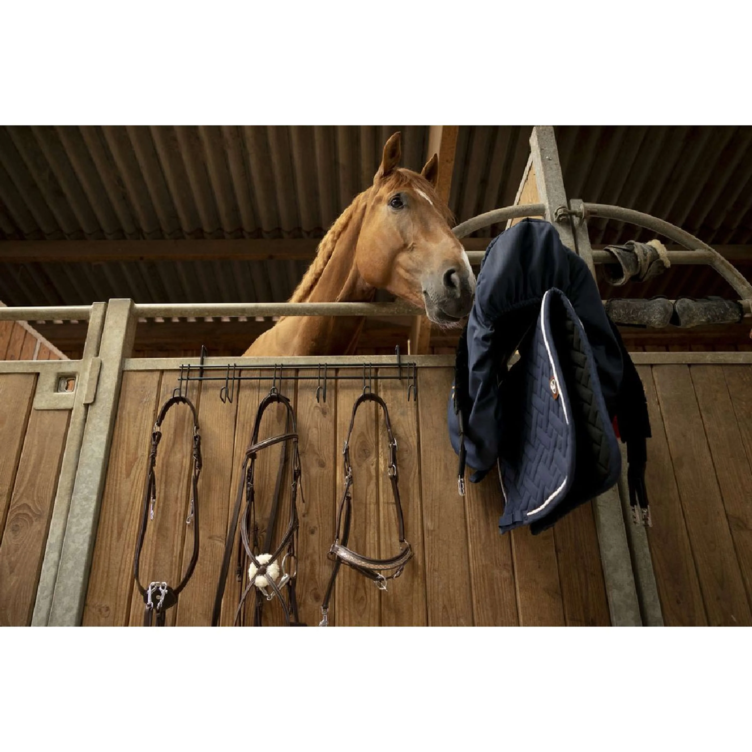 Hippotonic Porte-Bride avec 6 crochets Noir - Image 5