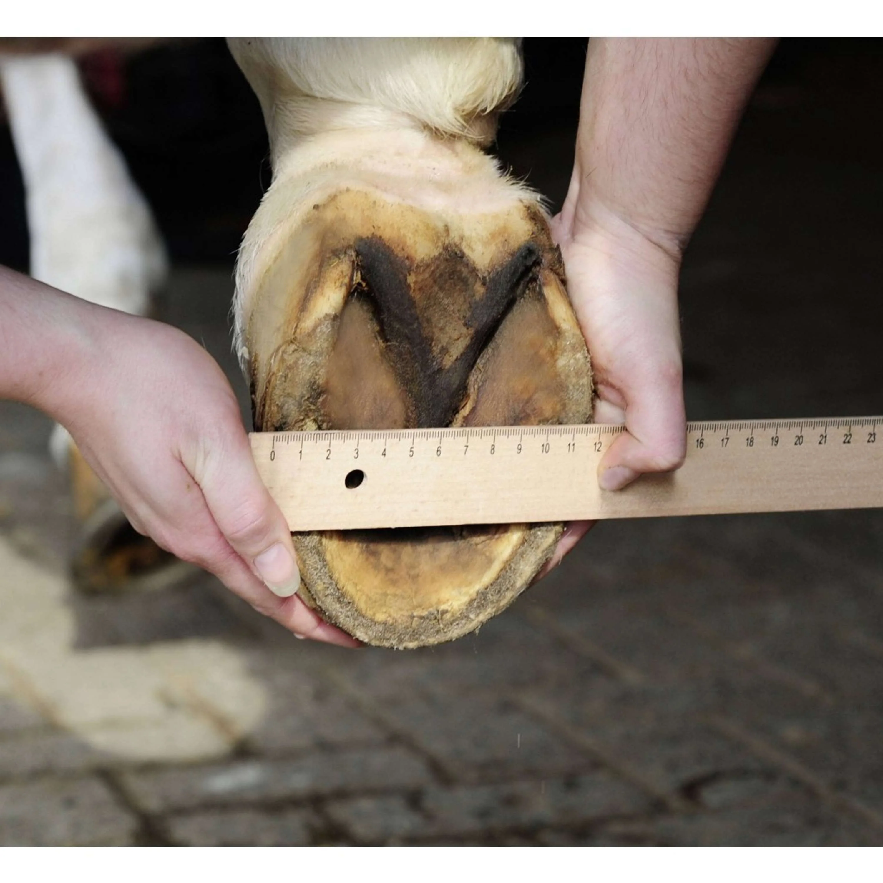 HKM Chaussure de Dépannage pour Cheval Noir - Image 3