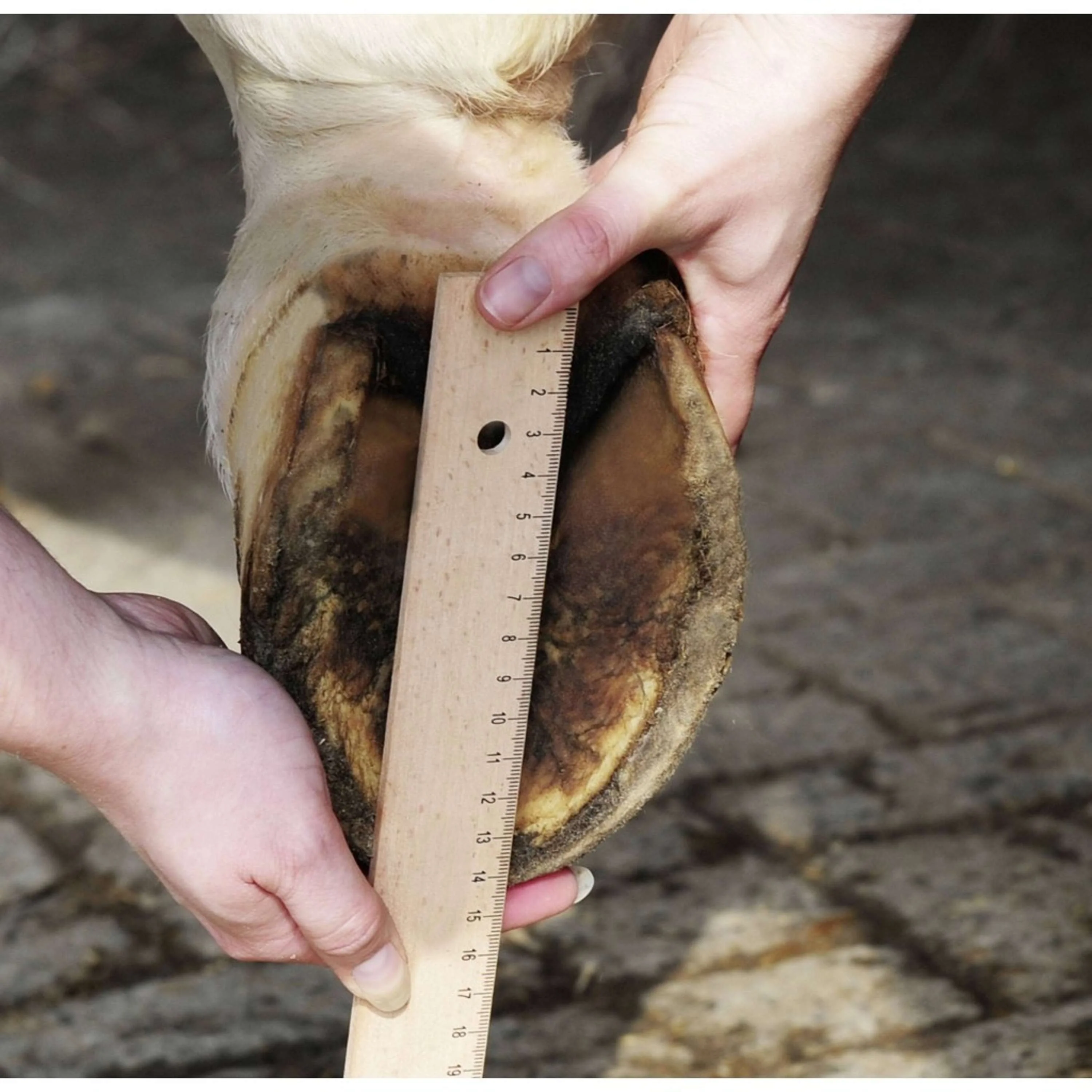 HKM Chaussure de Dépannage pour Cheval Noir - Image 4