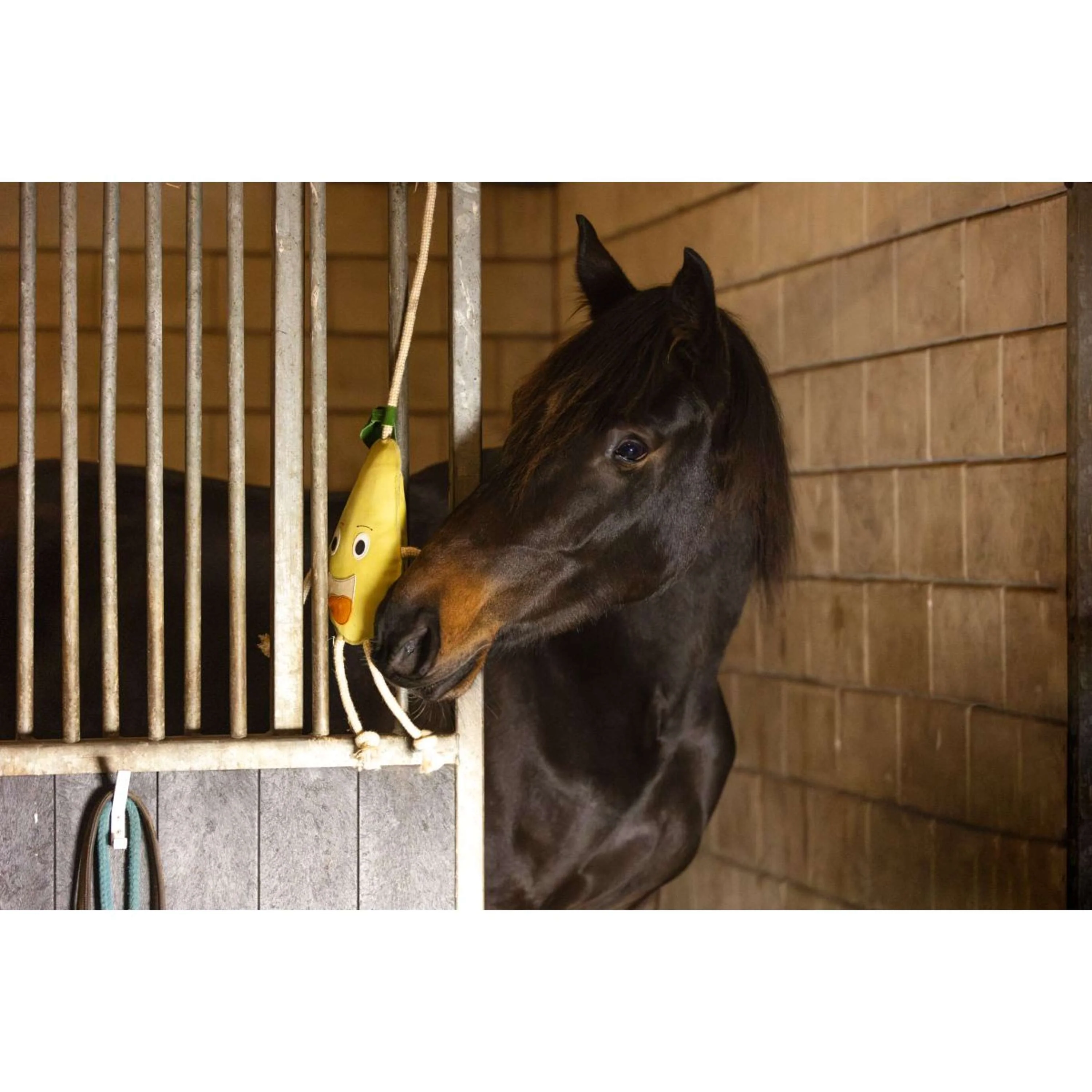 Excellent Horse Foodie Friends Pear - Image 3