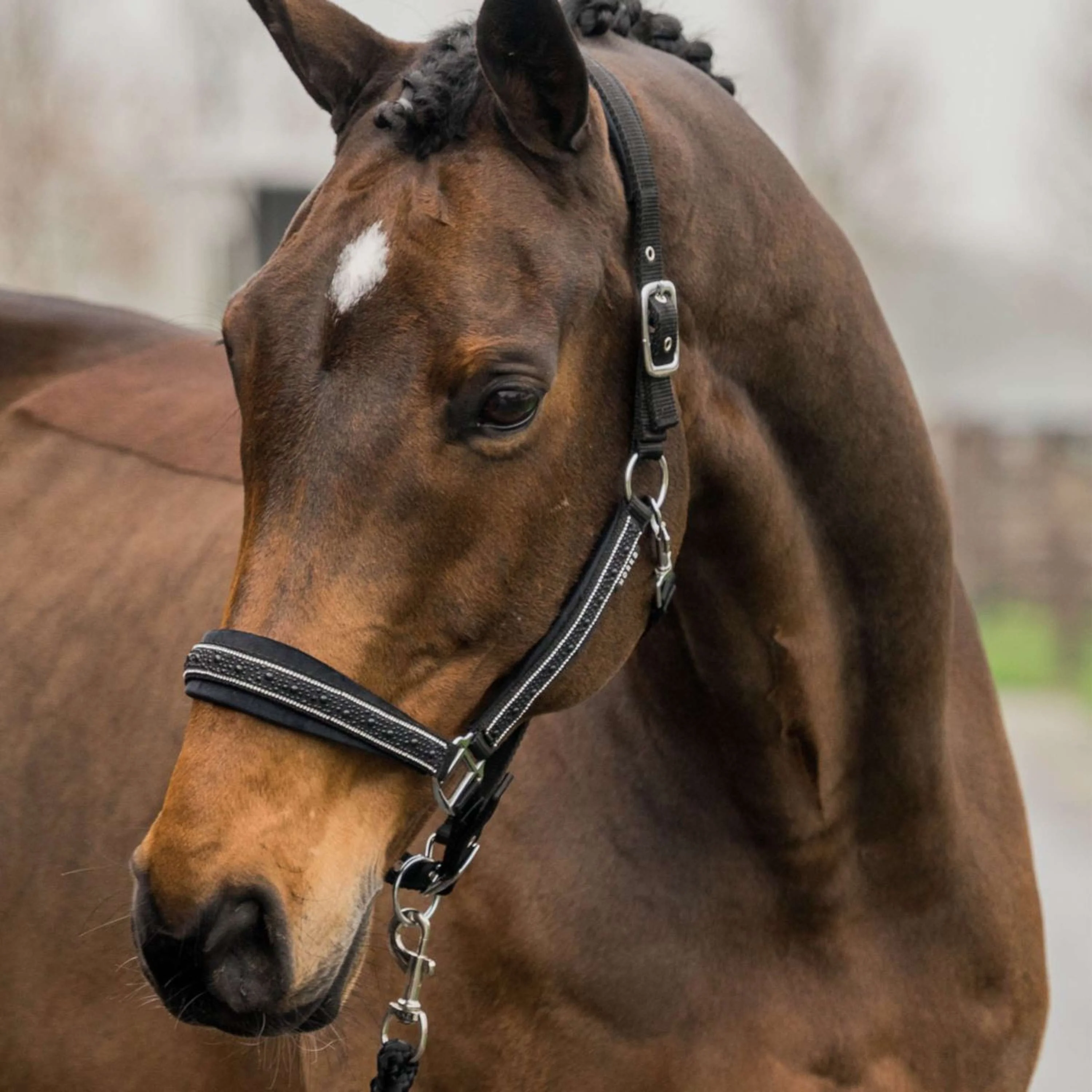 HORKA Ensemble Licol Equestrian Pro Crystals & Pearls Noir - Image 2