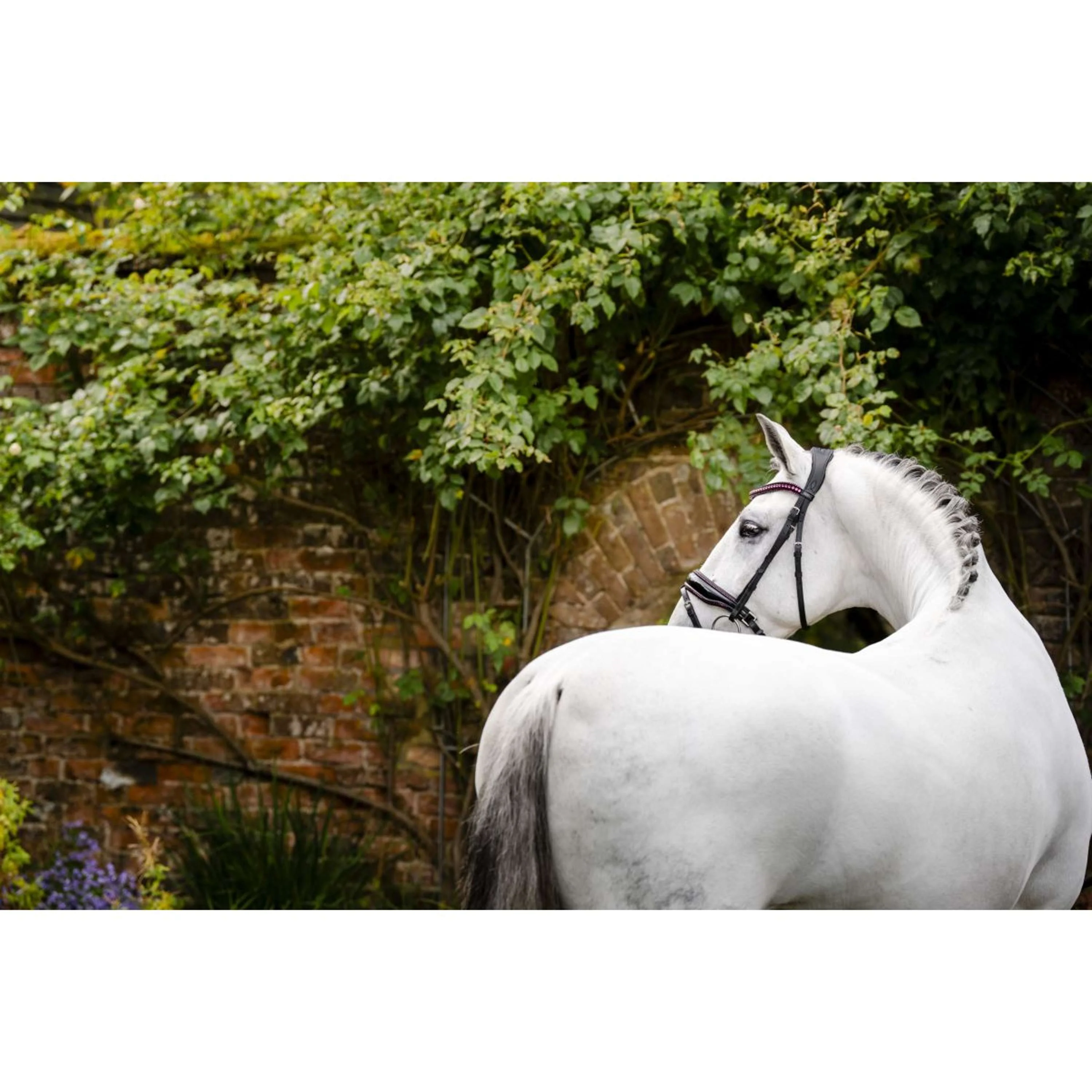 Horseware Bride Diamante Noir/Rose - Image 3