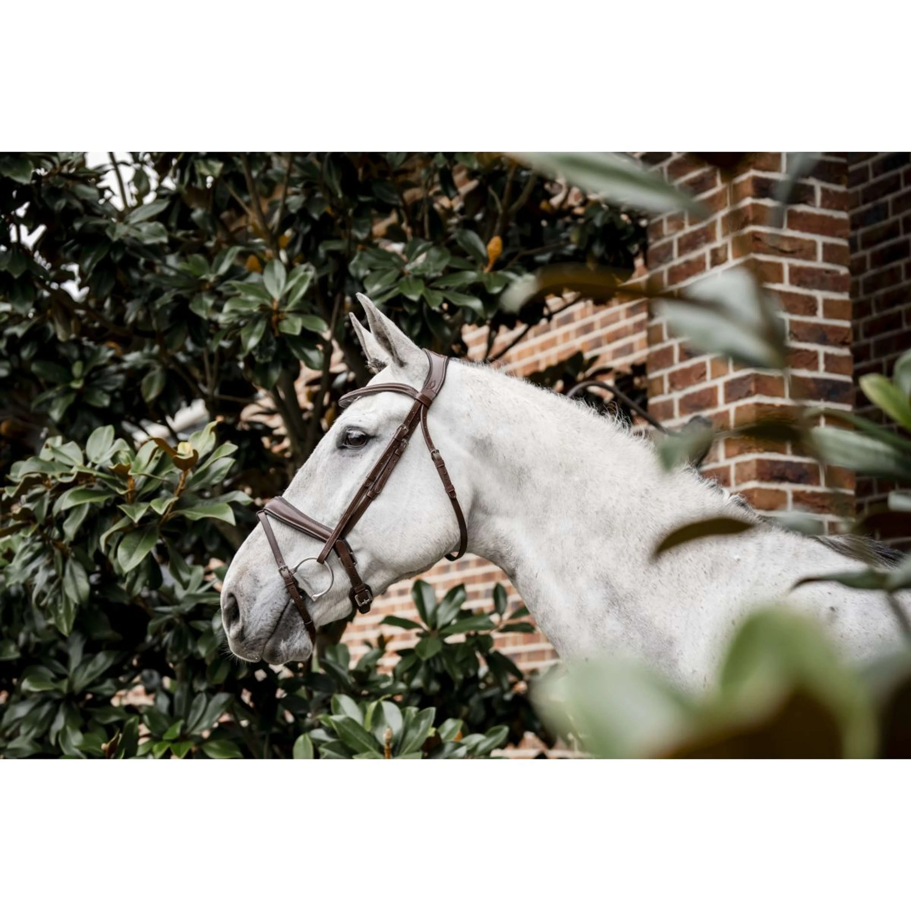 Horseware Bride Dressage Marron - Image 4