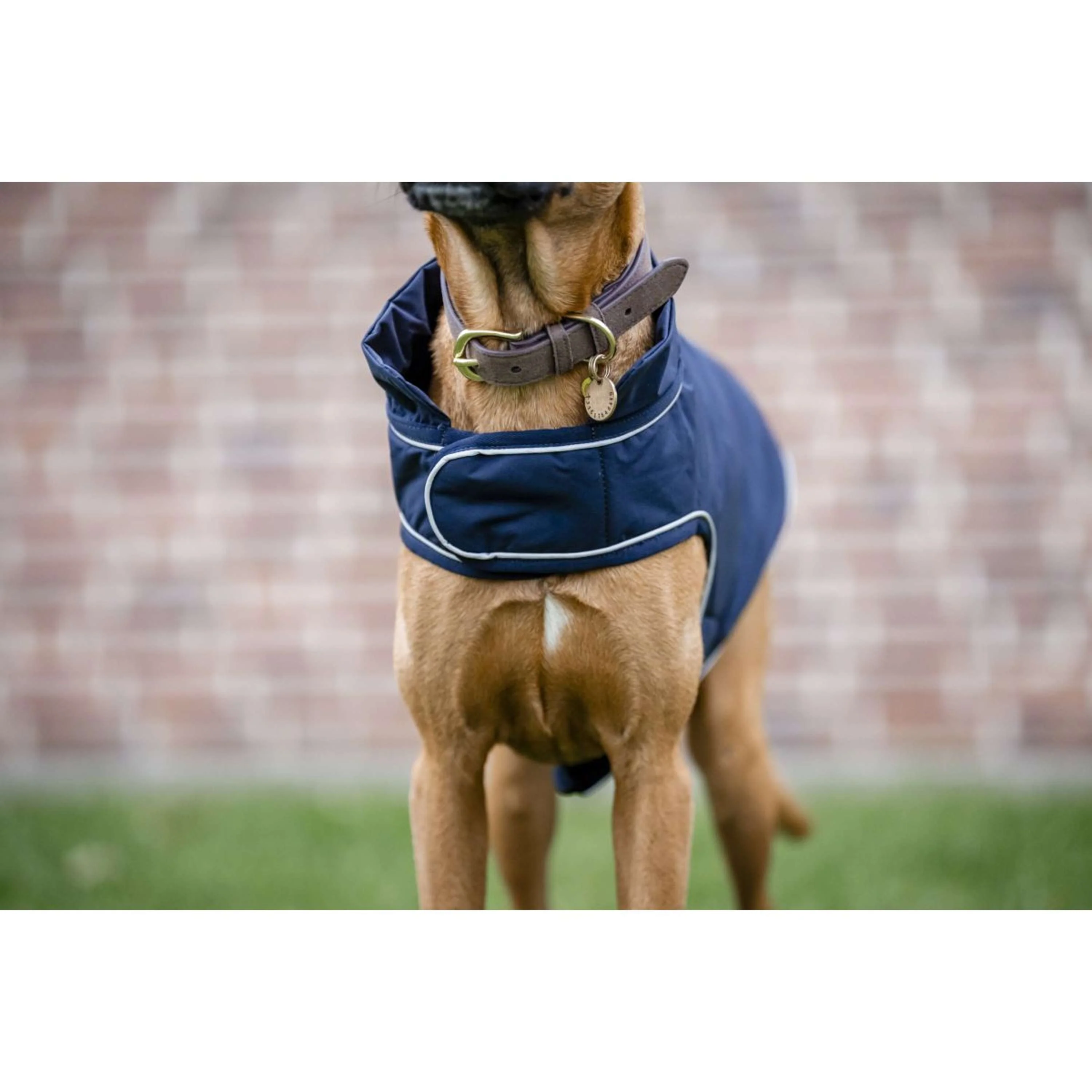 Horseware Couverture de Pluie pour Chien Signature 100g Marin - Image 3