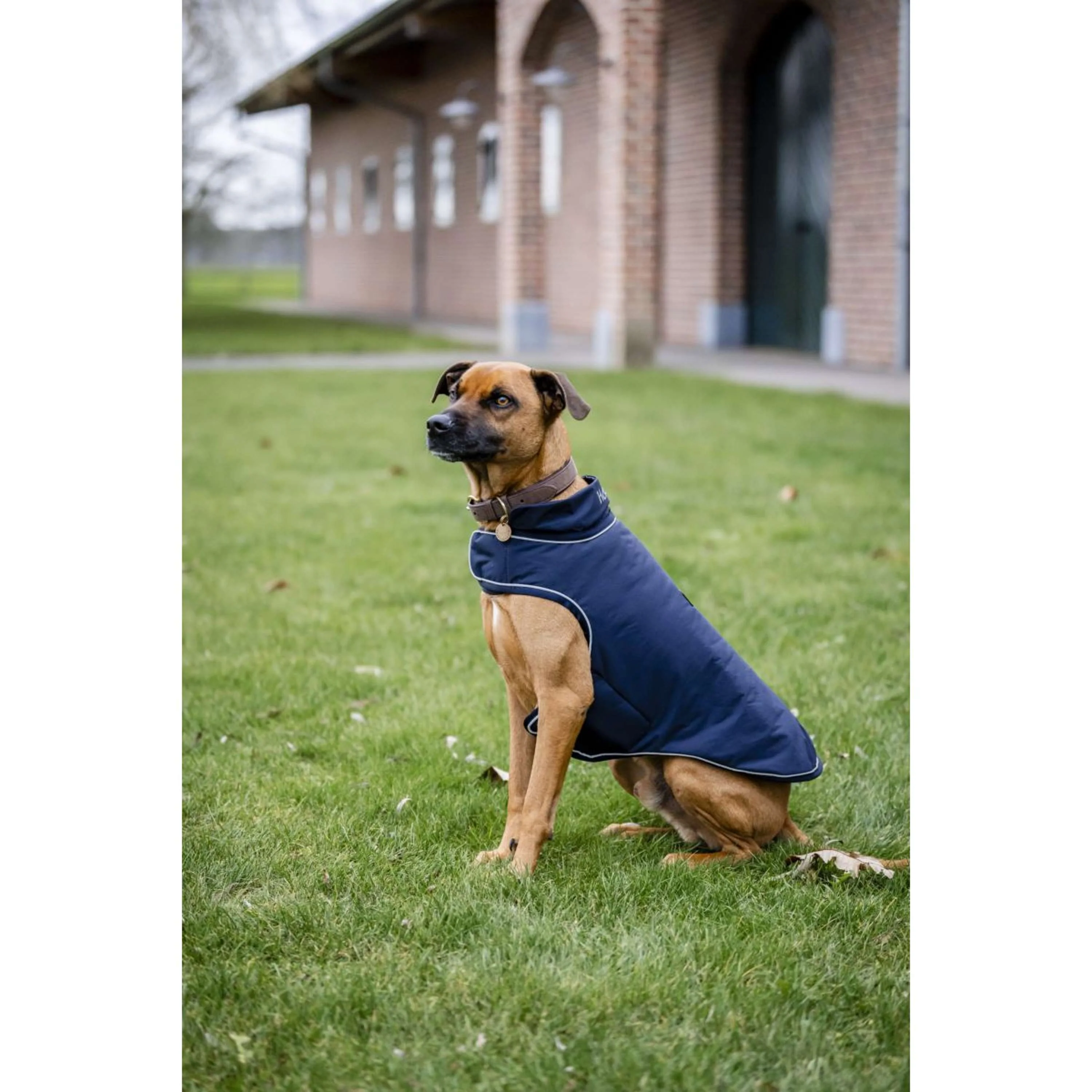Horseware Couverture de Pluie pour Chien Signature 100g Marin - Image 4