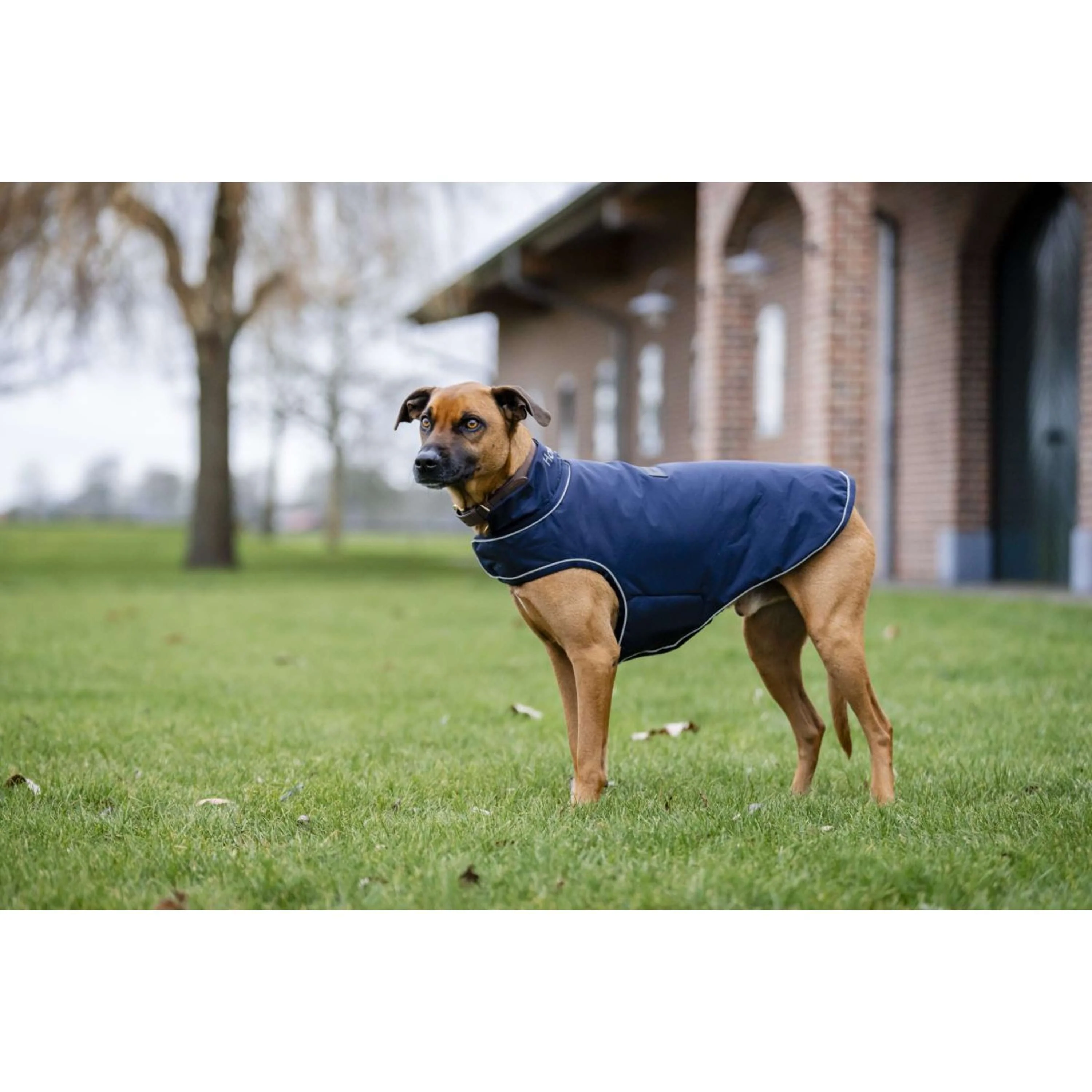 Horseware Couverture de Pluie pour Chien Signature 100g Marin - Image 7