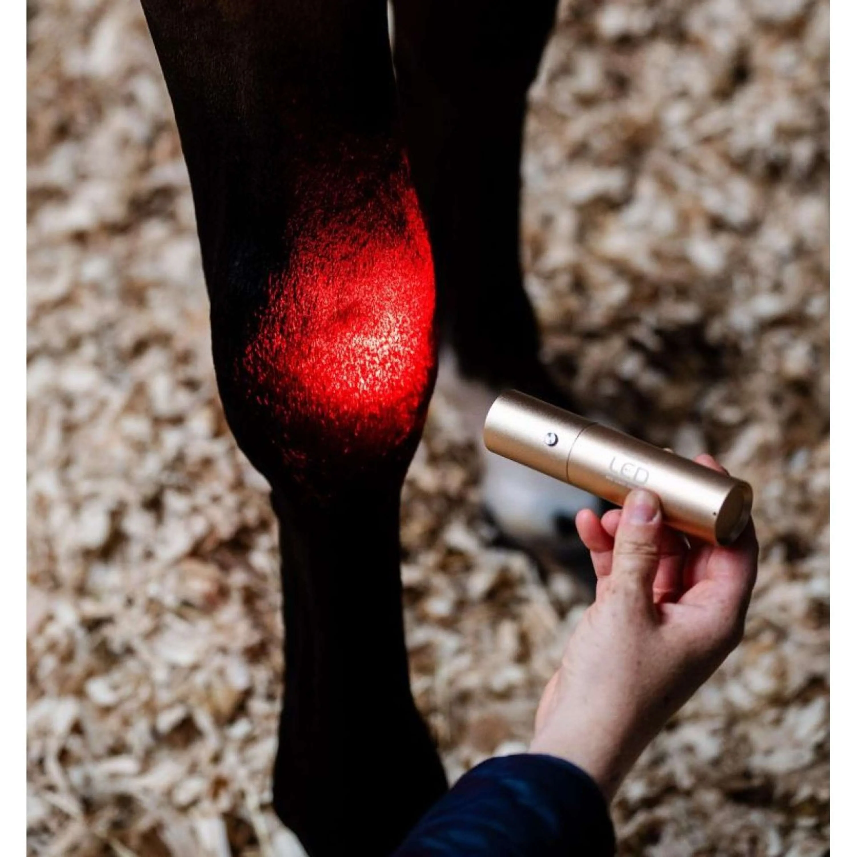 Horseware LED Red Light Therapy le bâton Noir - Image 4