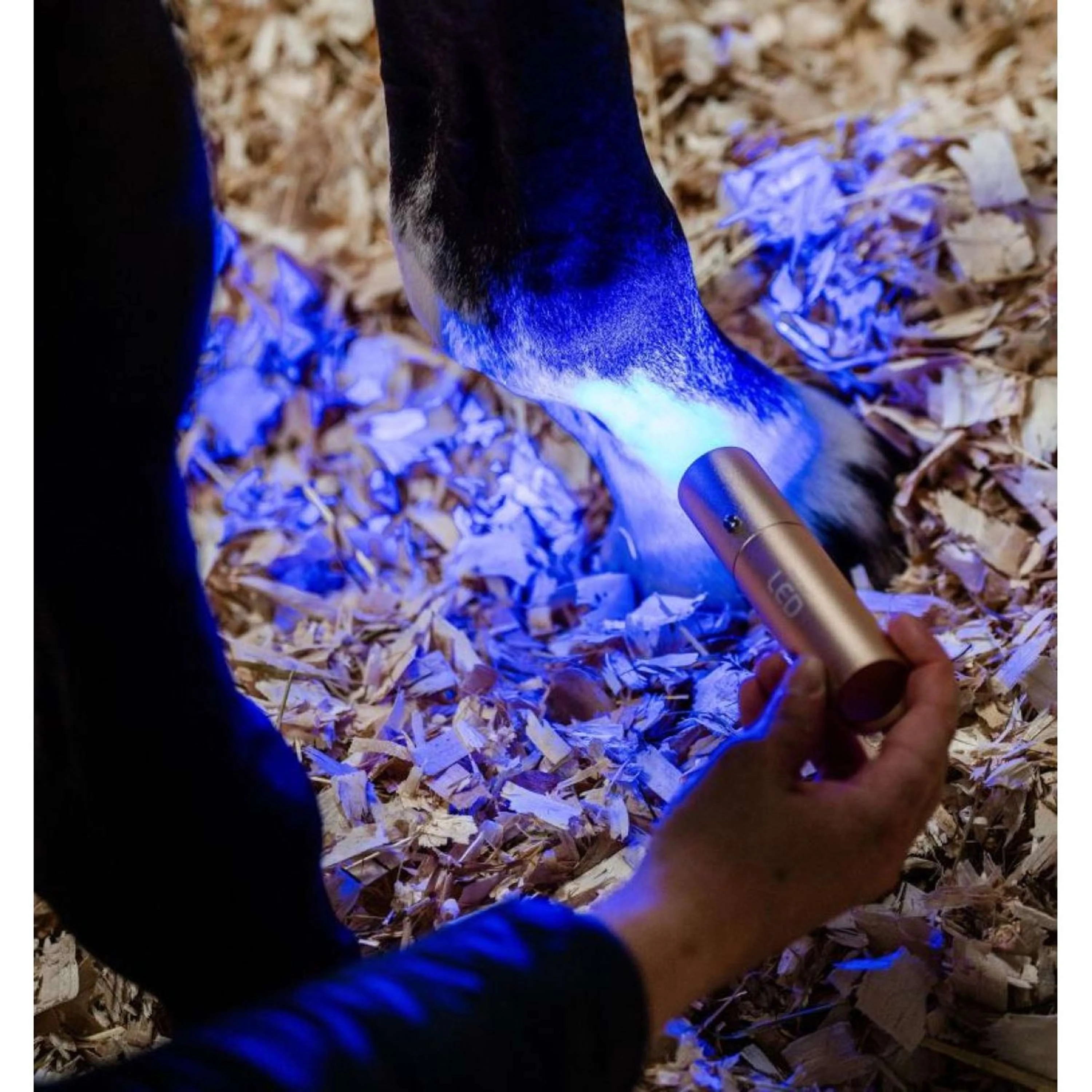 Horseware LED Red Light Therapy le bâton Noir - Image 5