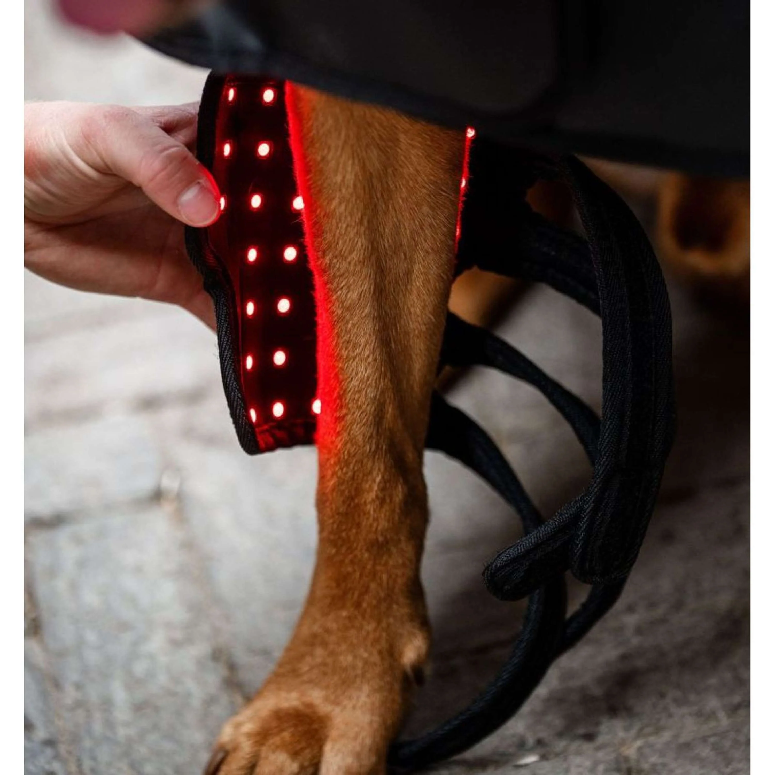 Horseware LED Red Light Therapy Pet Leg Wrap Noir - Image 3