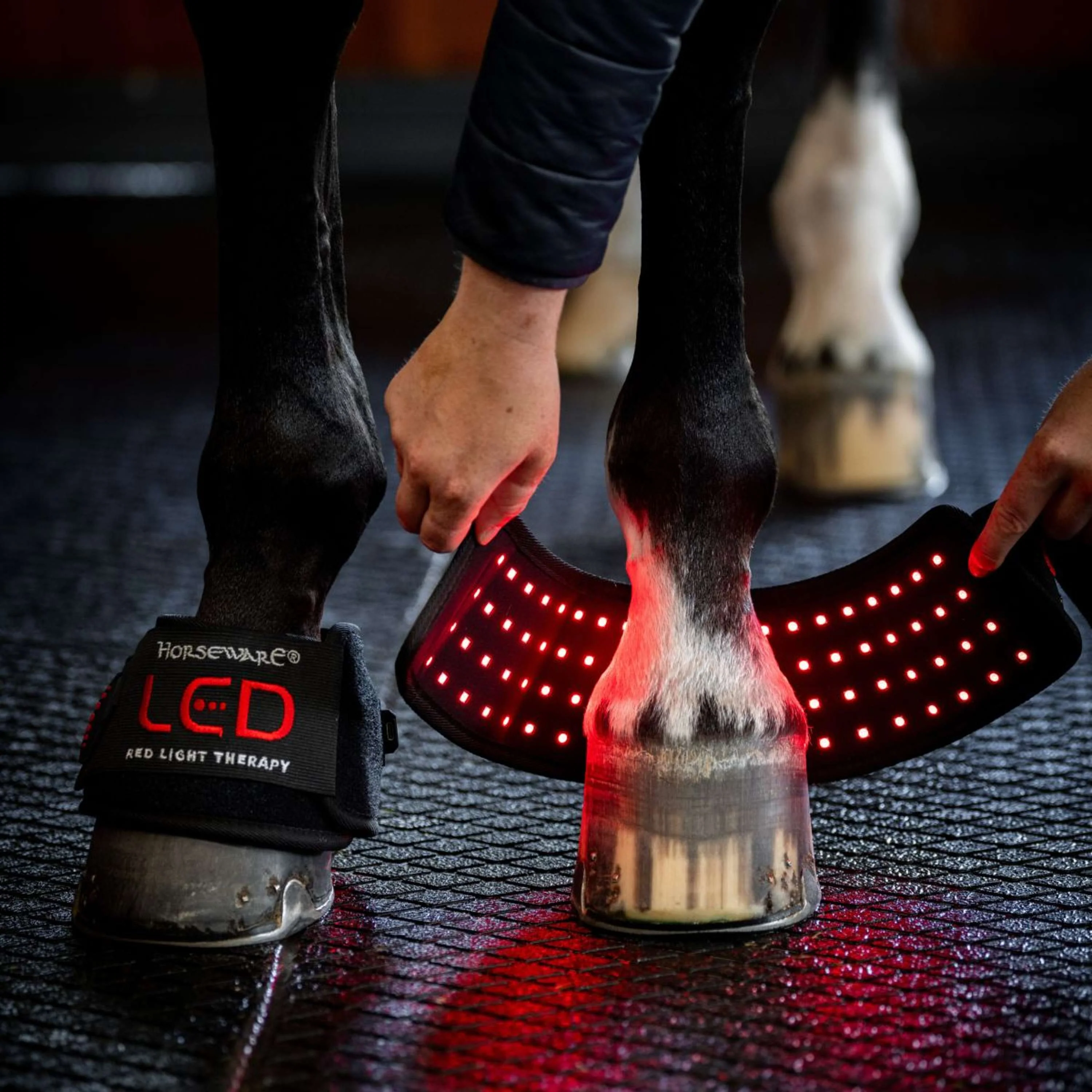 Horseware Mini Wraps LED Red Light Therapy Quad Noir/Noir - Image 3