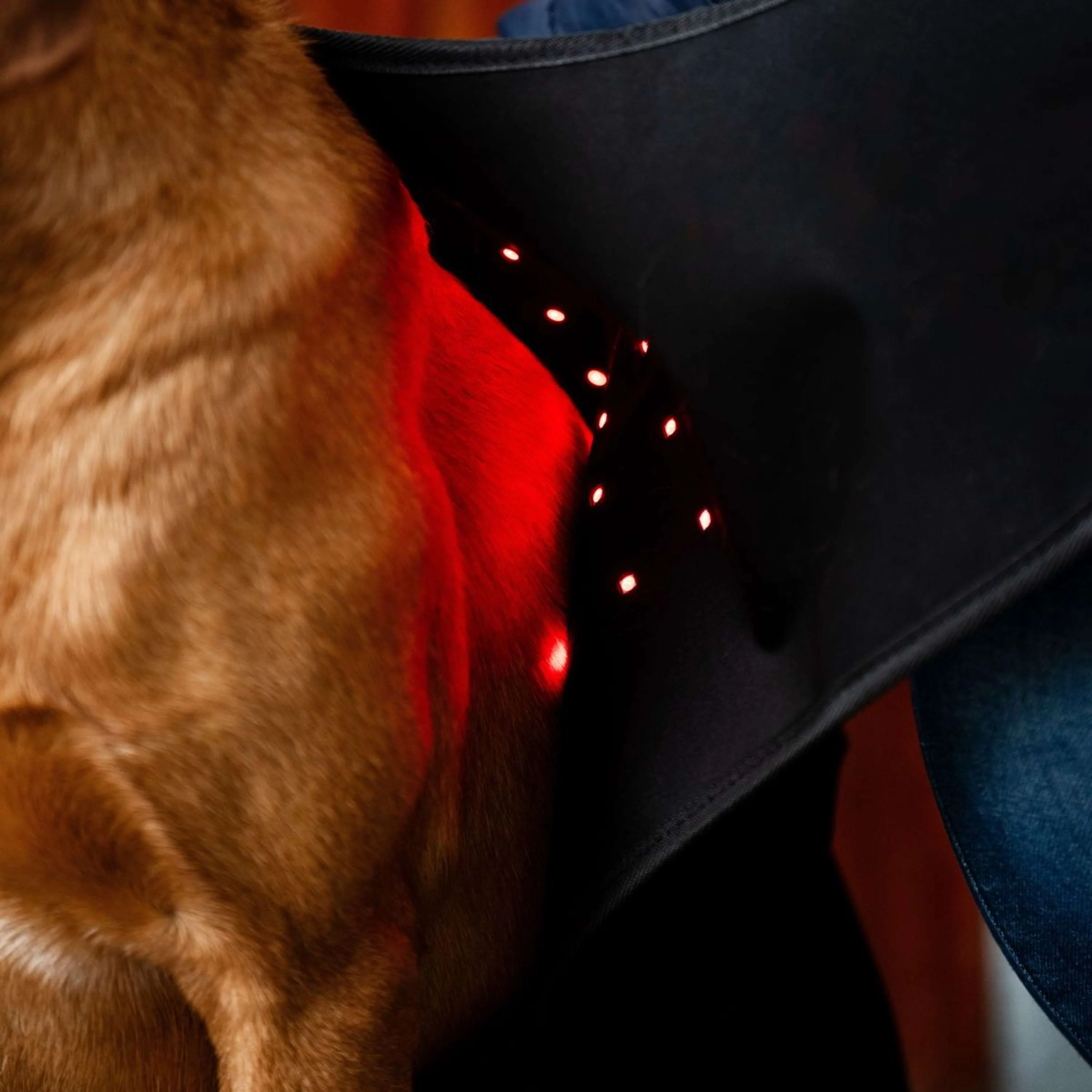 Horseware Pet Leg Wraps LED Red Light Therapy Pair Noir/Noir - Image 4