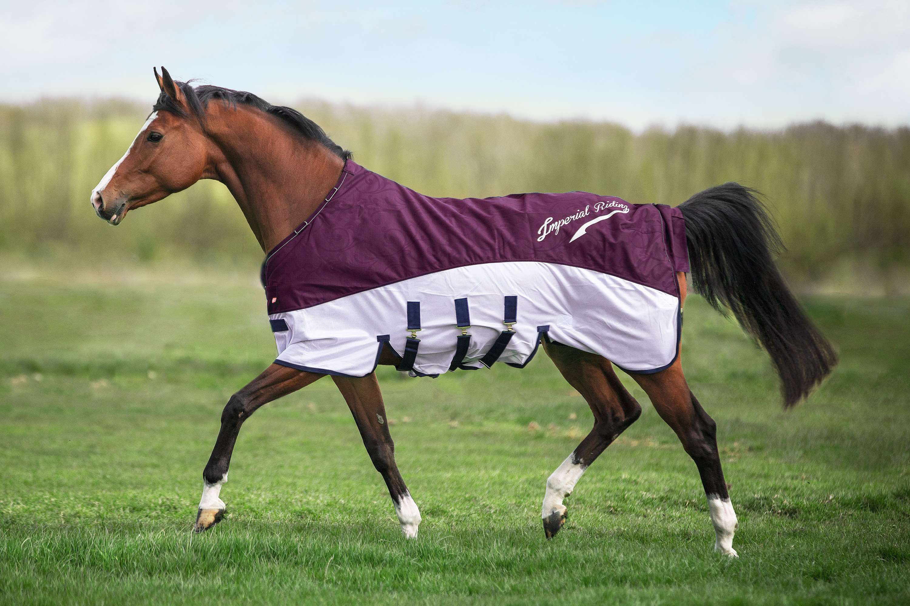 Imperial Riding Moustiquaire et Couverture de Protection Contre la Pluie IRHSuper-Dry Bordeaux - Image 4