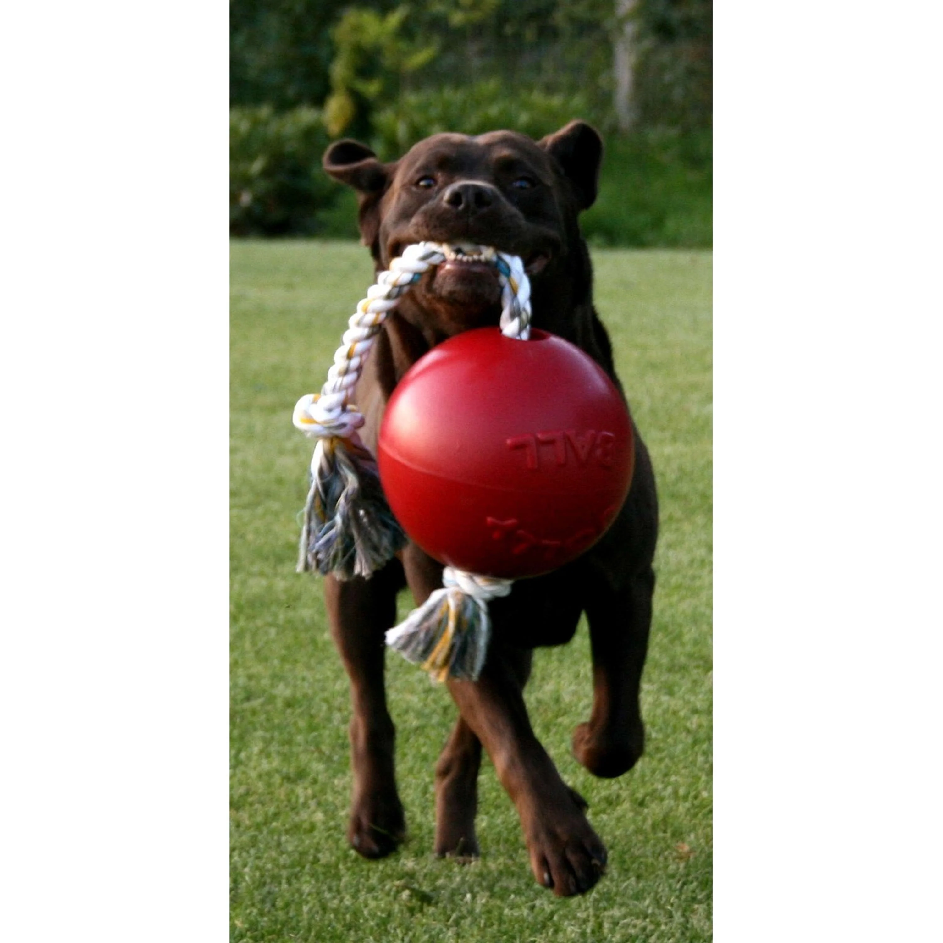 Jolly Ball Romp-n-Roll Rouge - Image 3