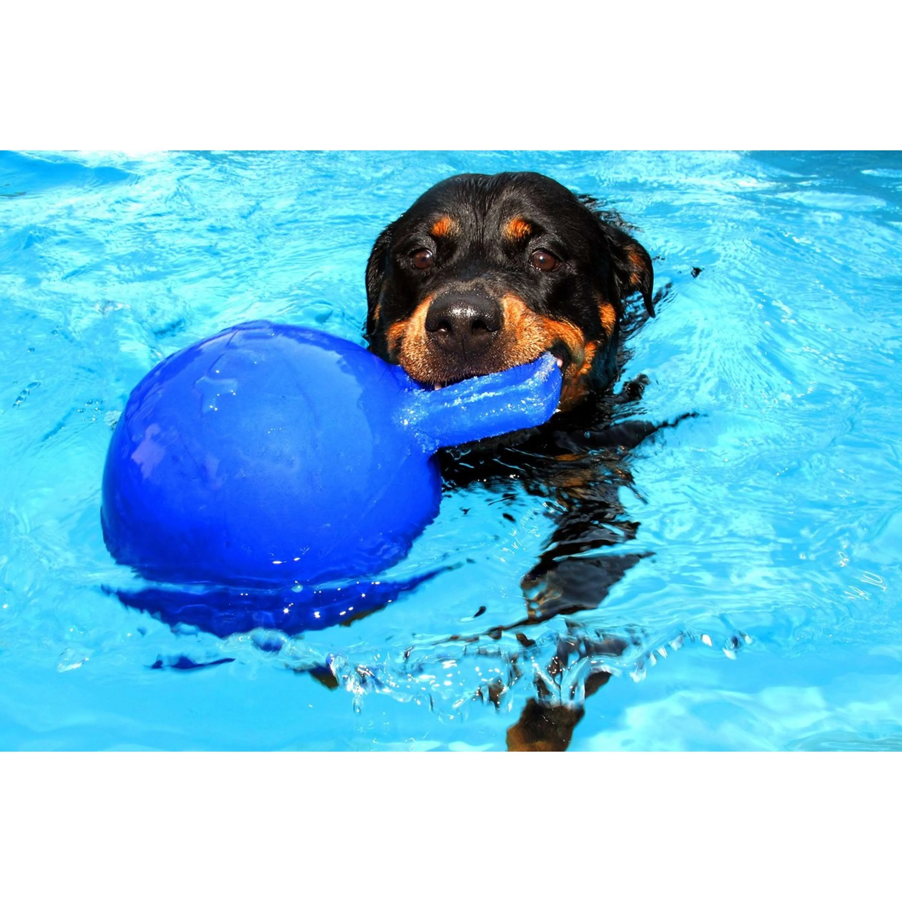 Jolly Ball Tug-n-Toss Bleu - Image 3
