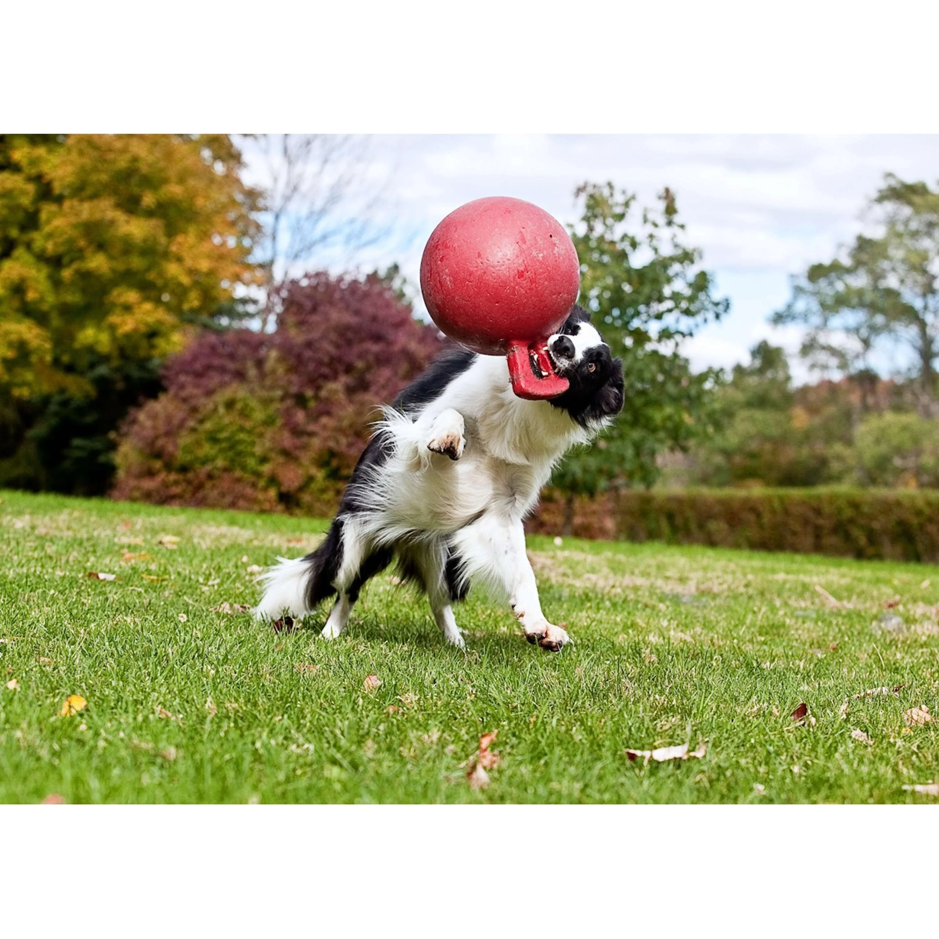 Jolly Ball Tug-n-Toss Bleu - Image 4