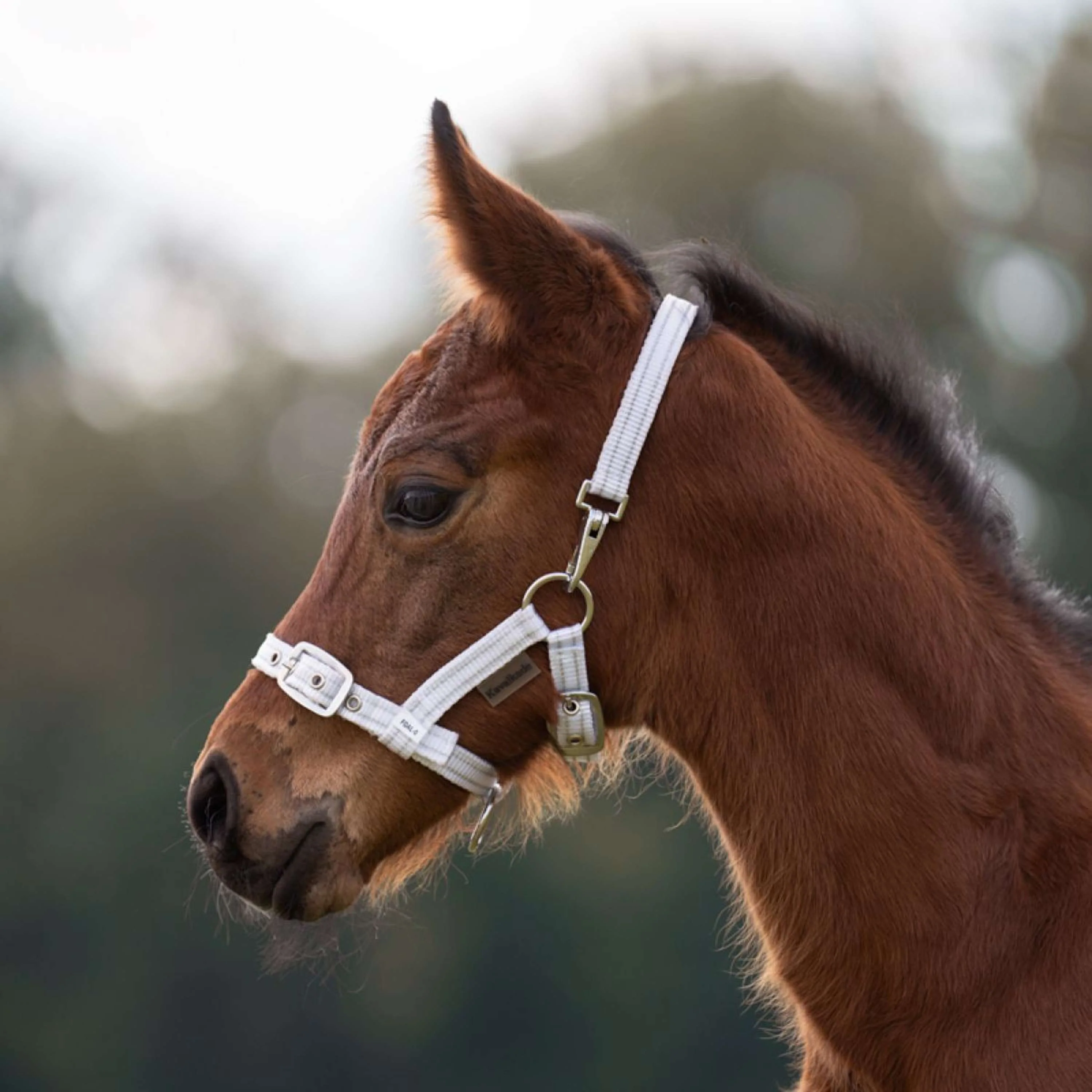 Kavalkade Licol Foal/Yearling Blanc/Argent - Image 4