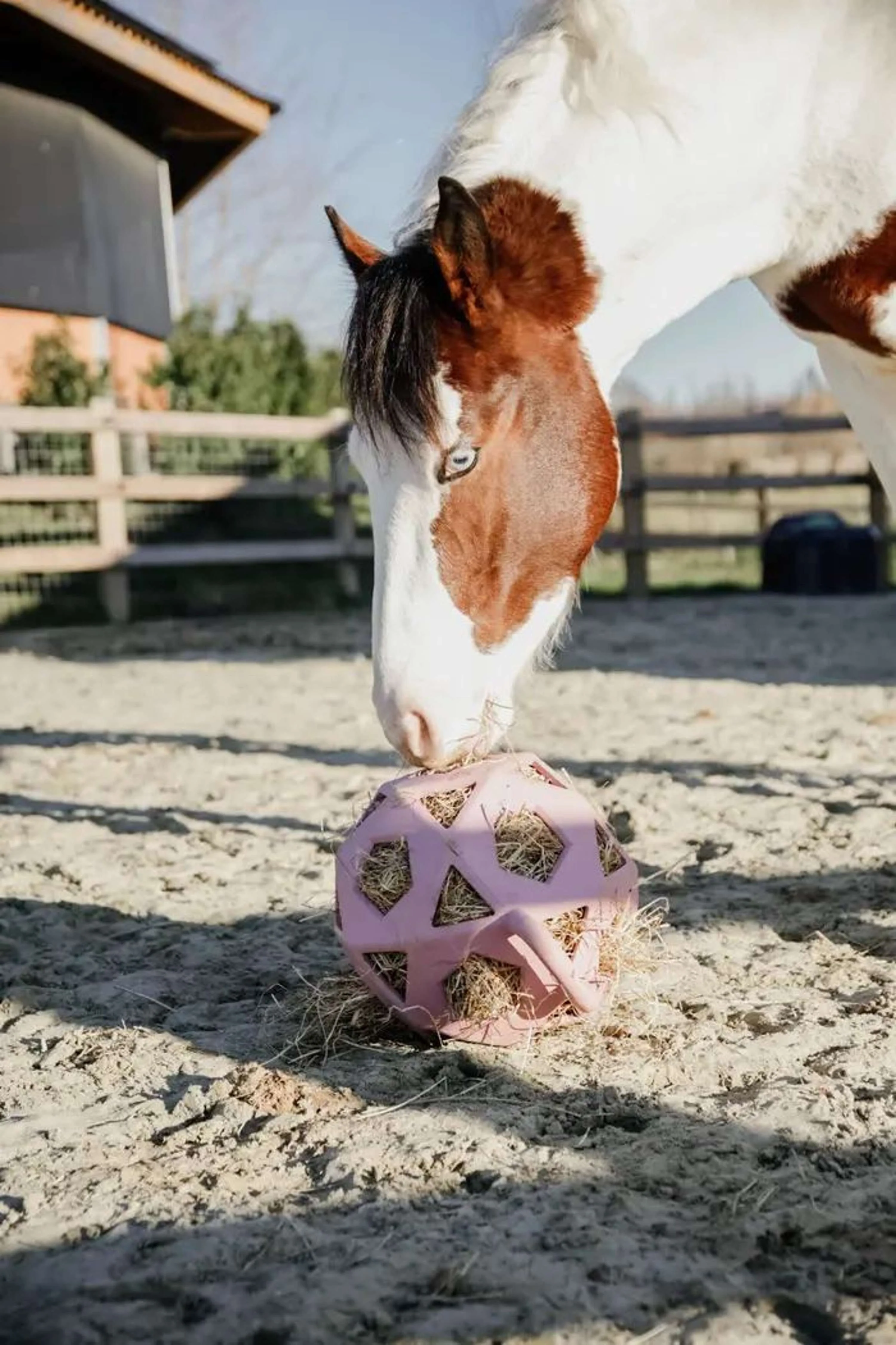 Kentucky Balle de Jeu Play & Hay Rose Vieux - Image 4