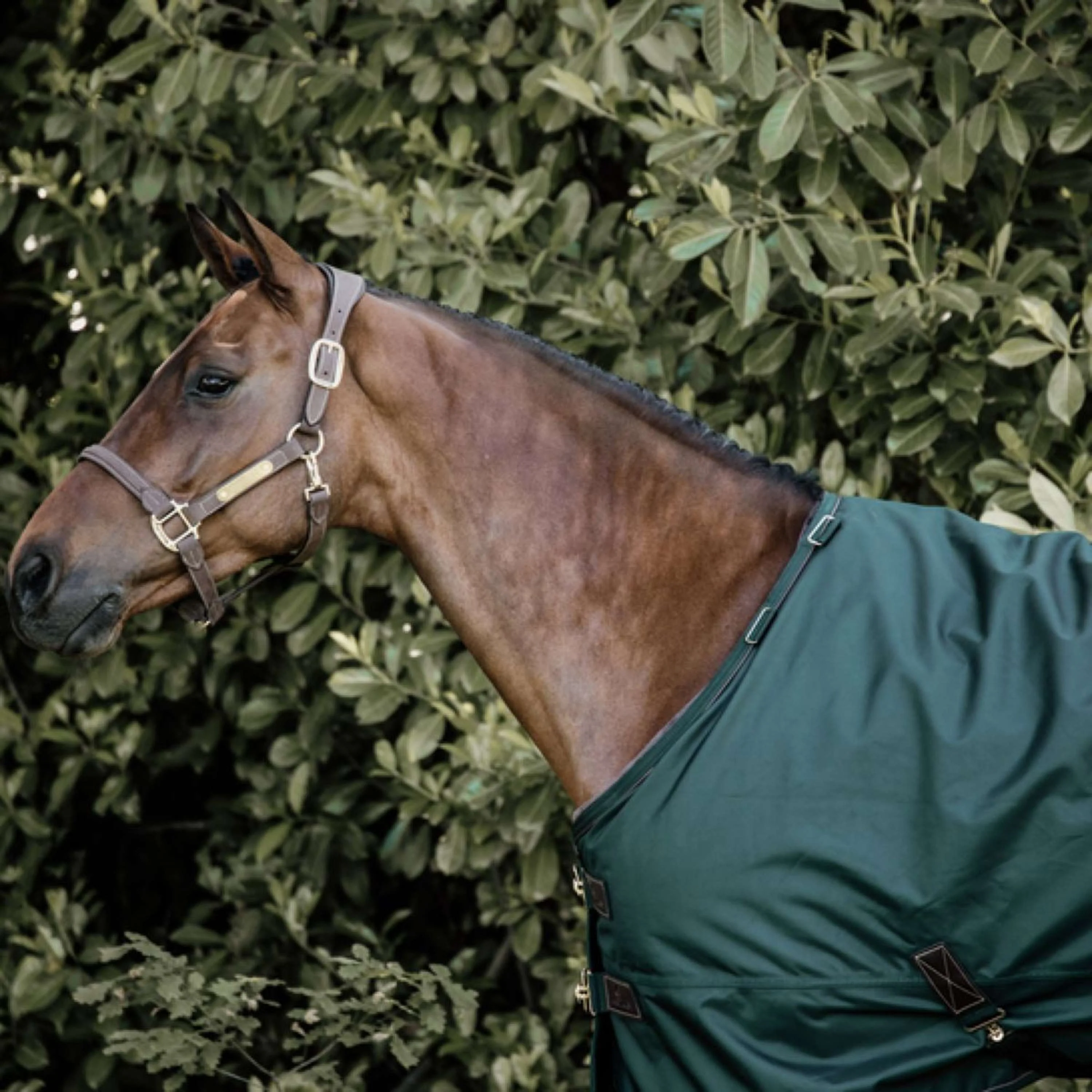 Kentucky Couverture Turnout All Weather 160g Vert Foncé - Image 2