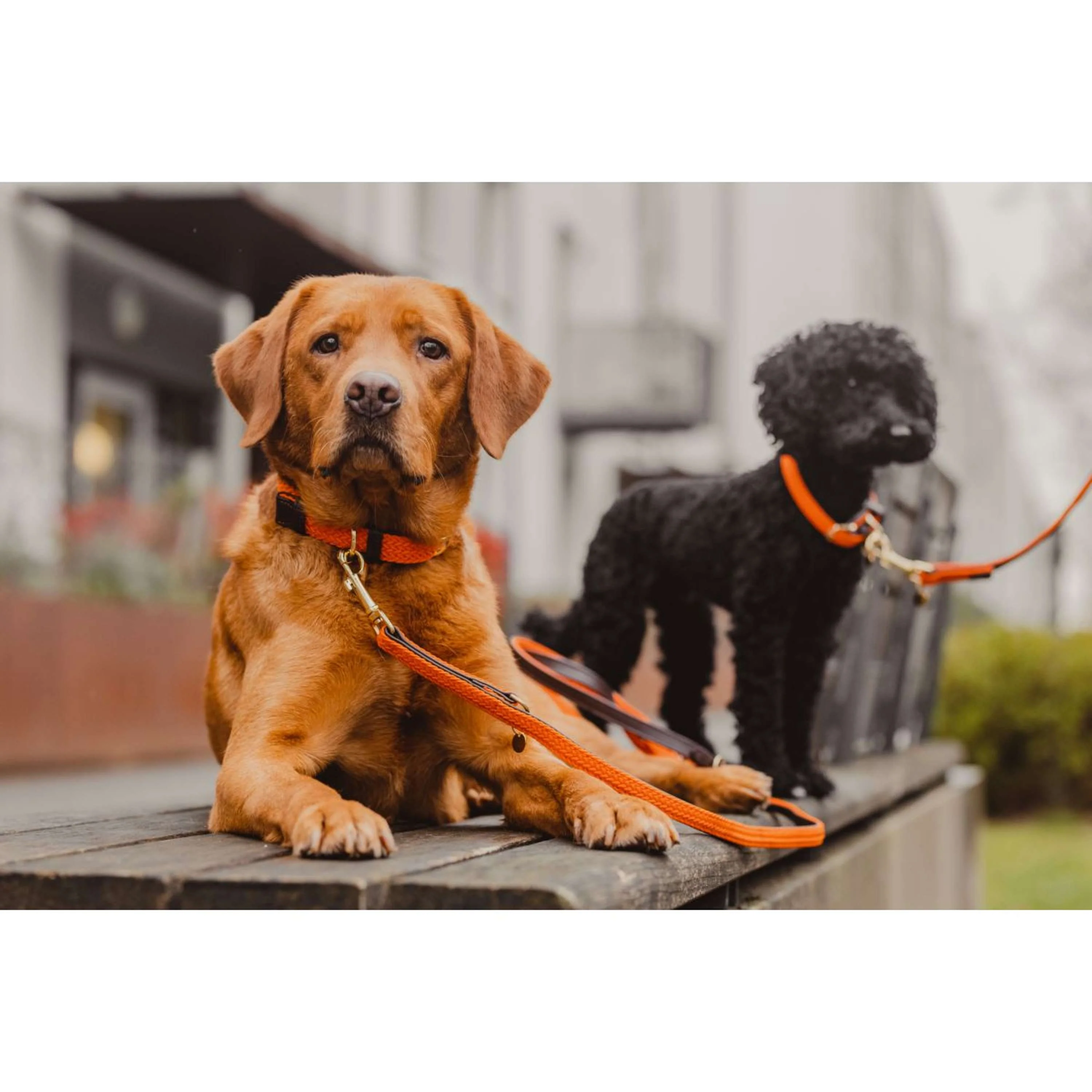 Kentucky Collier Plaited Nylon Orange - Image 4