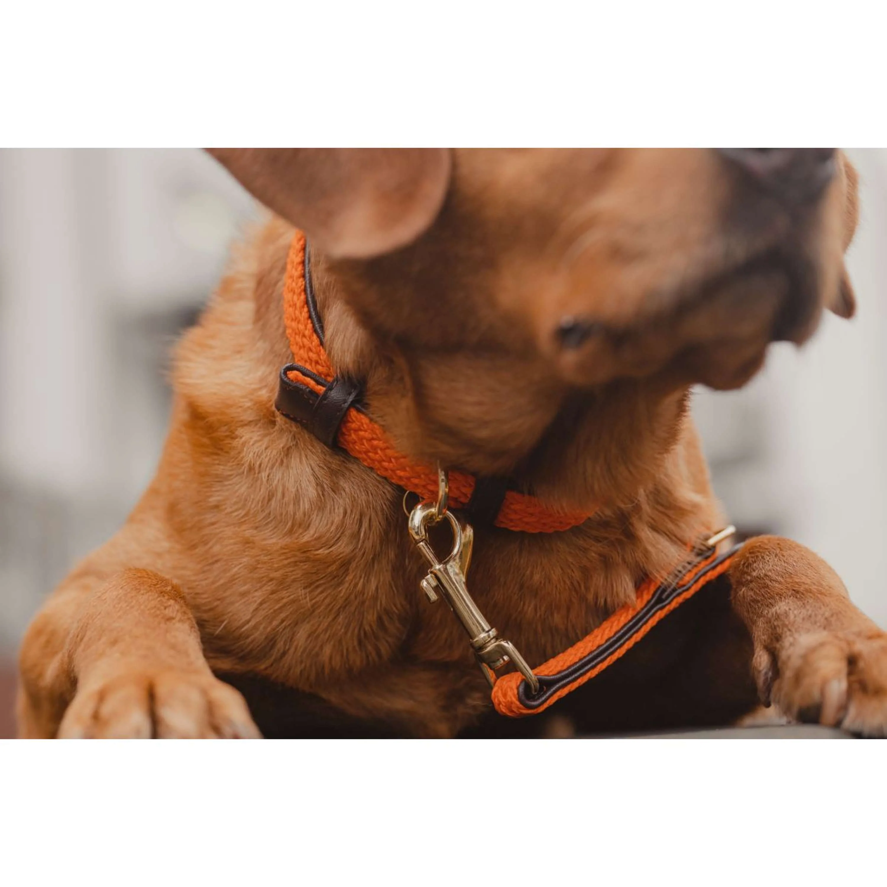 Kentucky Collier Plaited Nylon Orange - Image 5