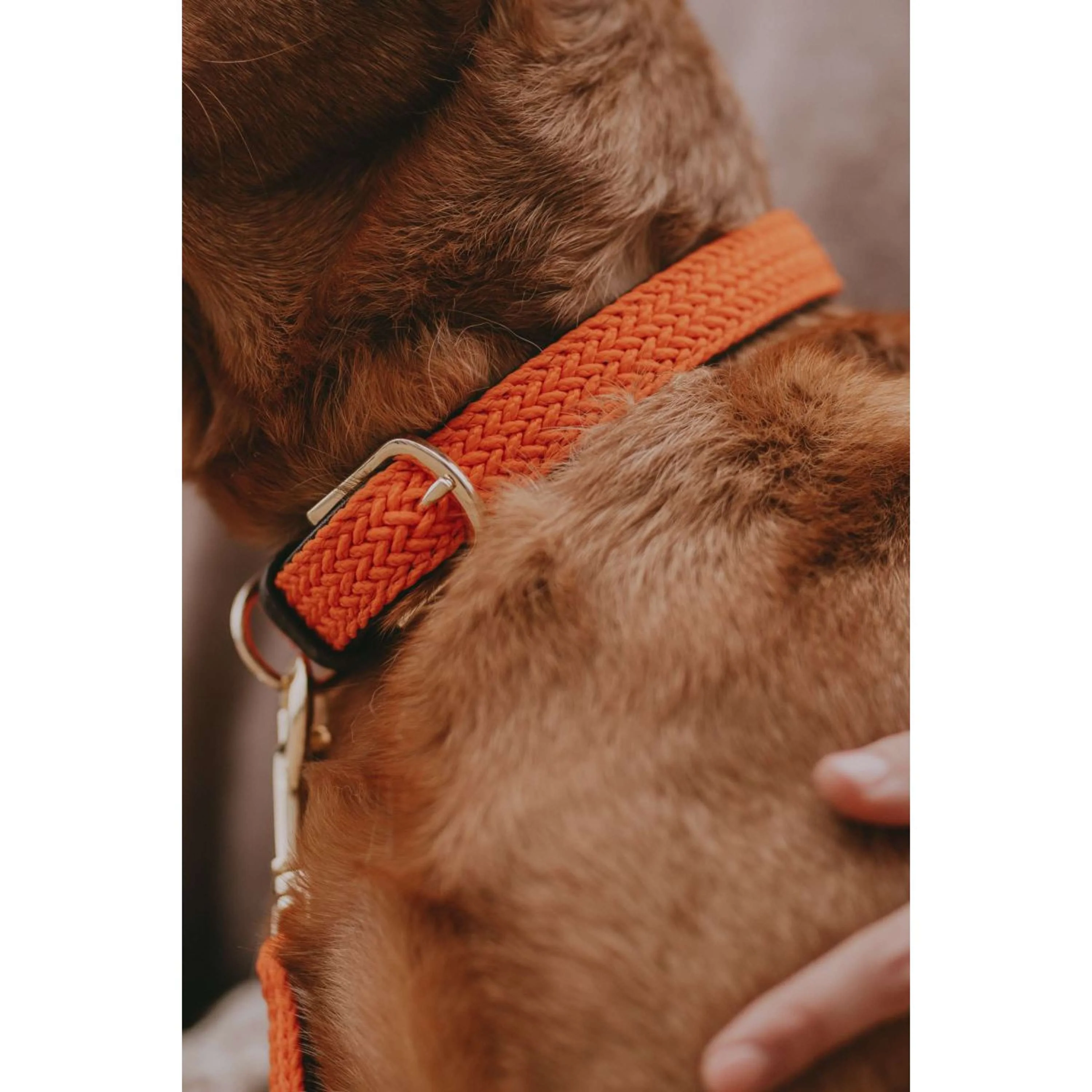 Kentucky Collier Plaited Nylon Orange - Image 6