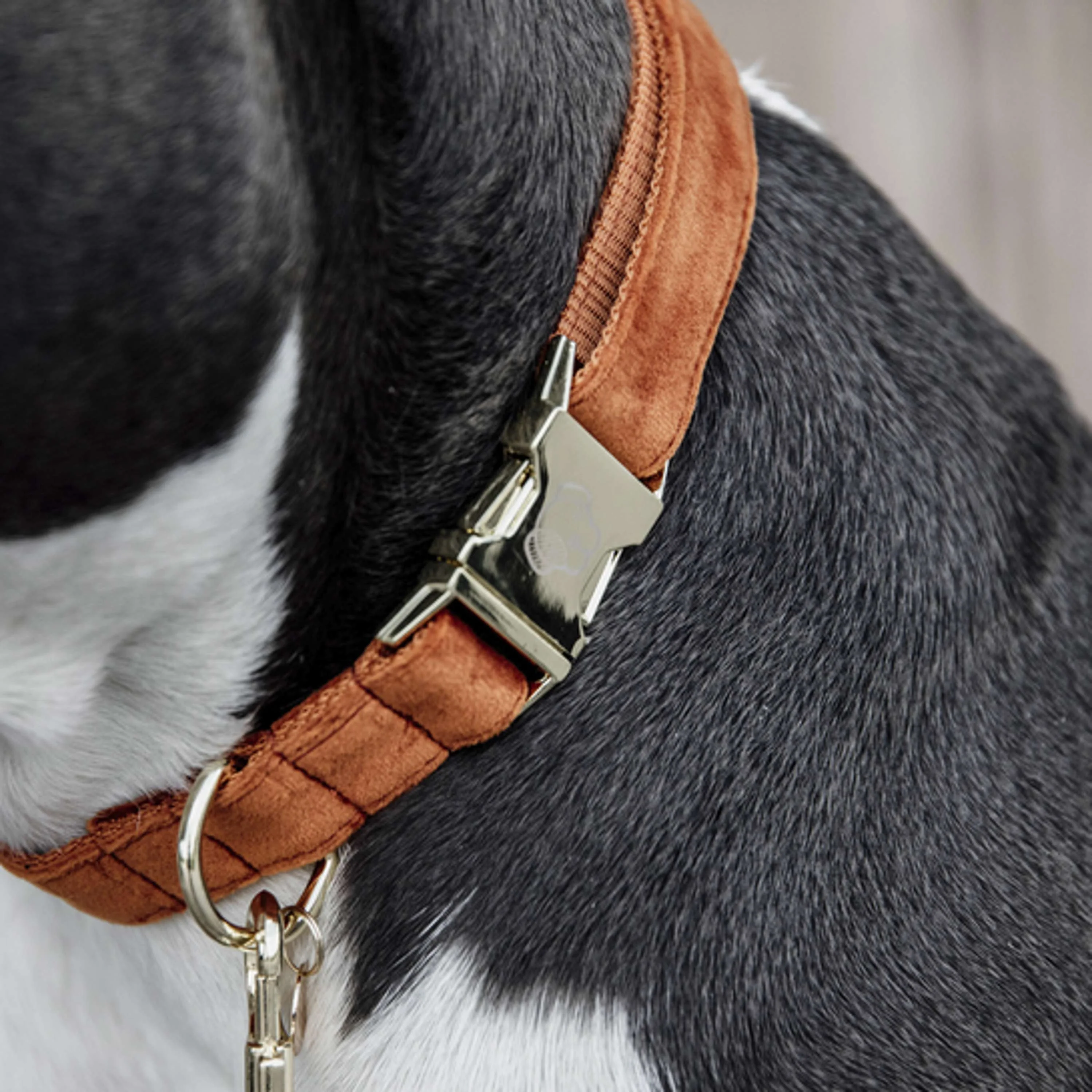 Kentucky Collier velours Orange - Image 2