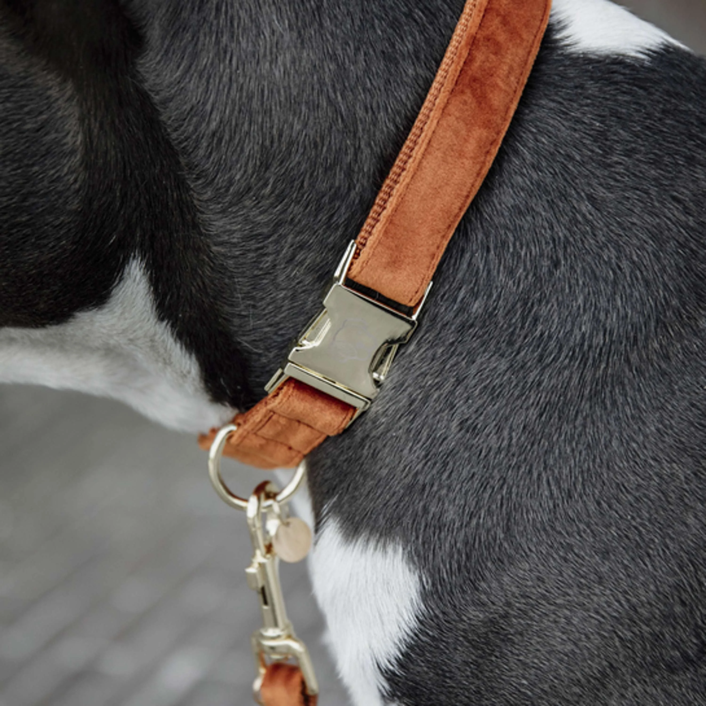 Kentucky Collier velours Orange - Image 4