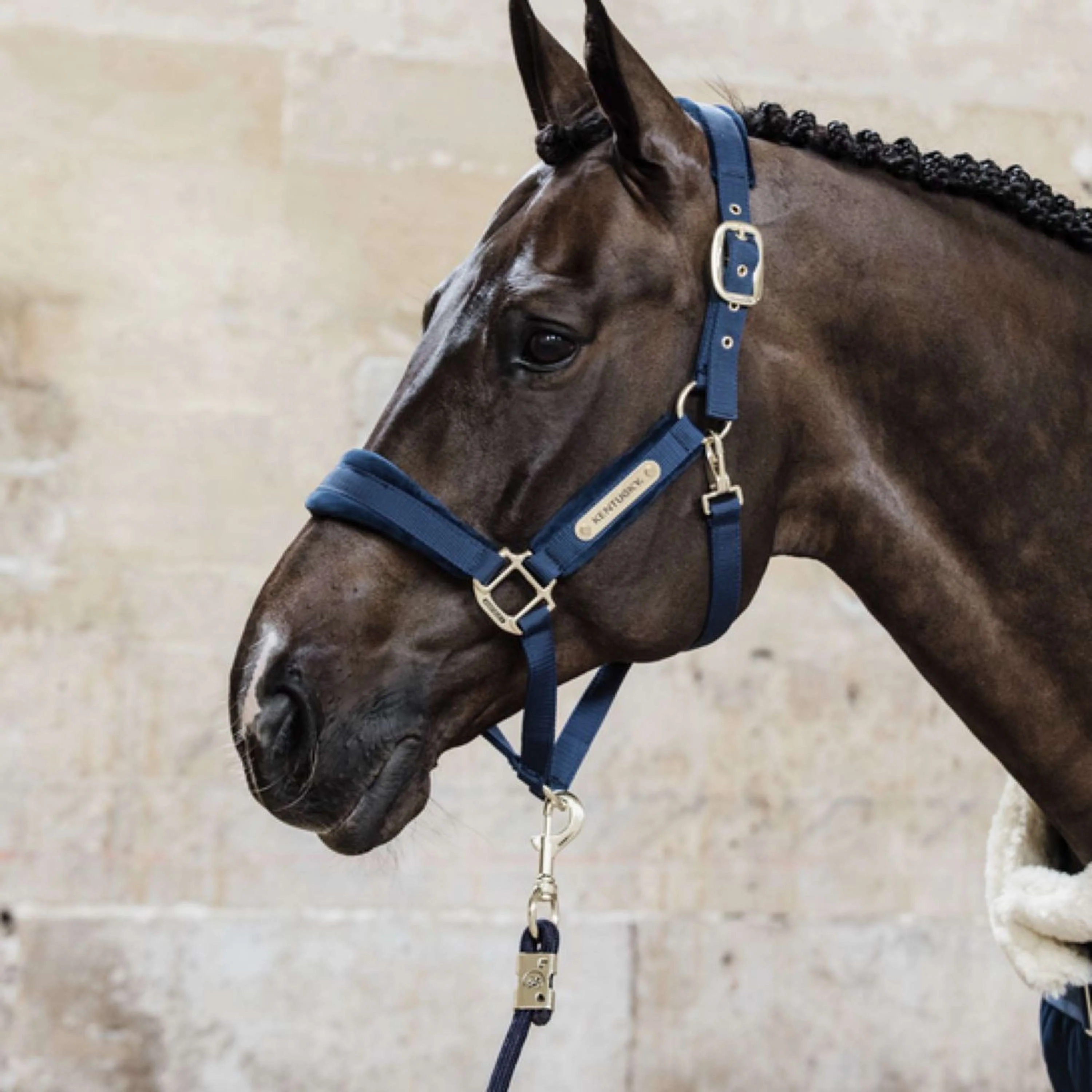 Kentucky Corde pour Licol Basic Marin - Image 5
