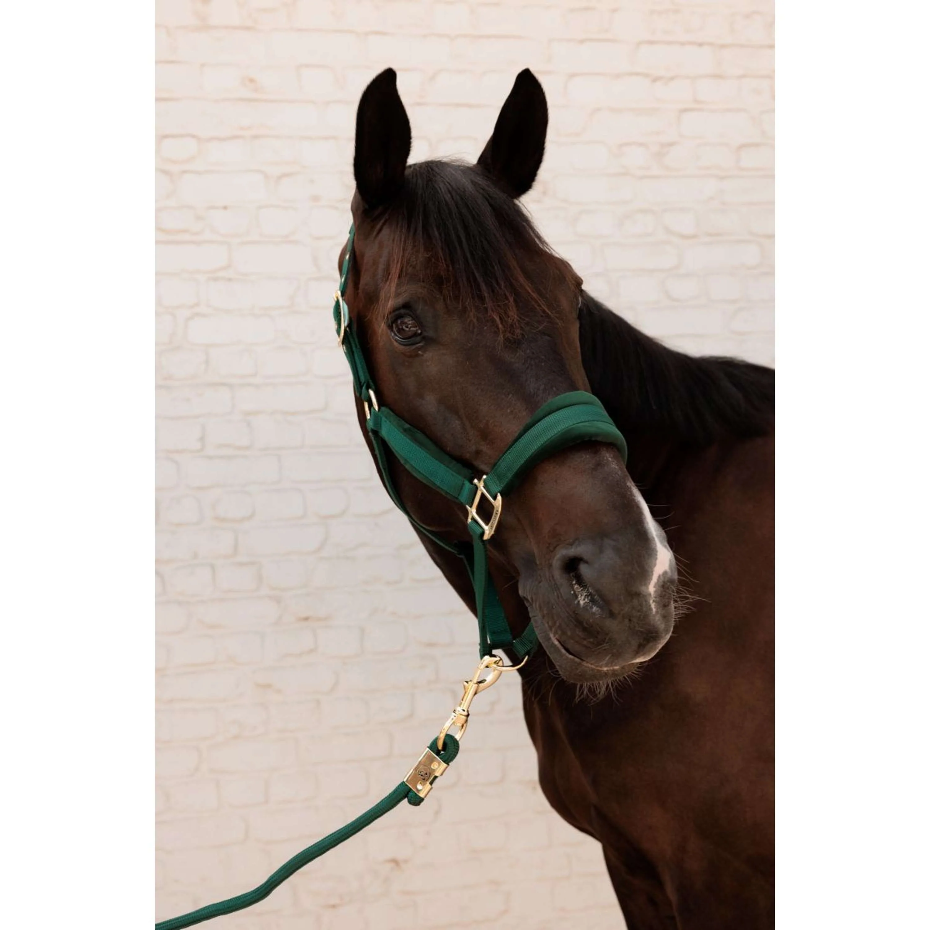 Kentucky Corde pour Licol Basic Pine Green - Image 2