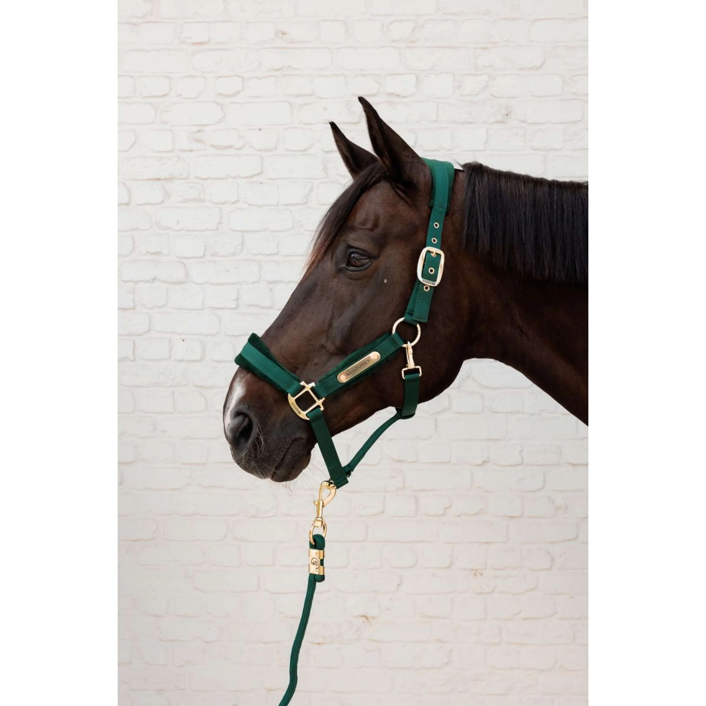 Kentucky Corde pour Licol Basic Pine Green - Image 4