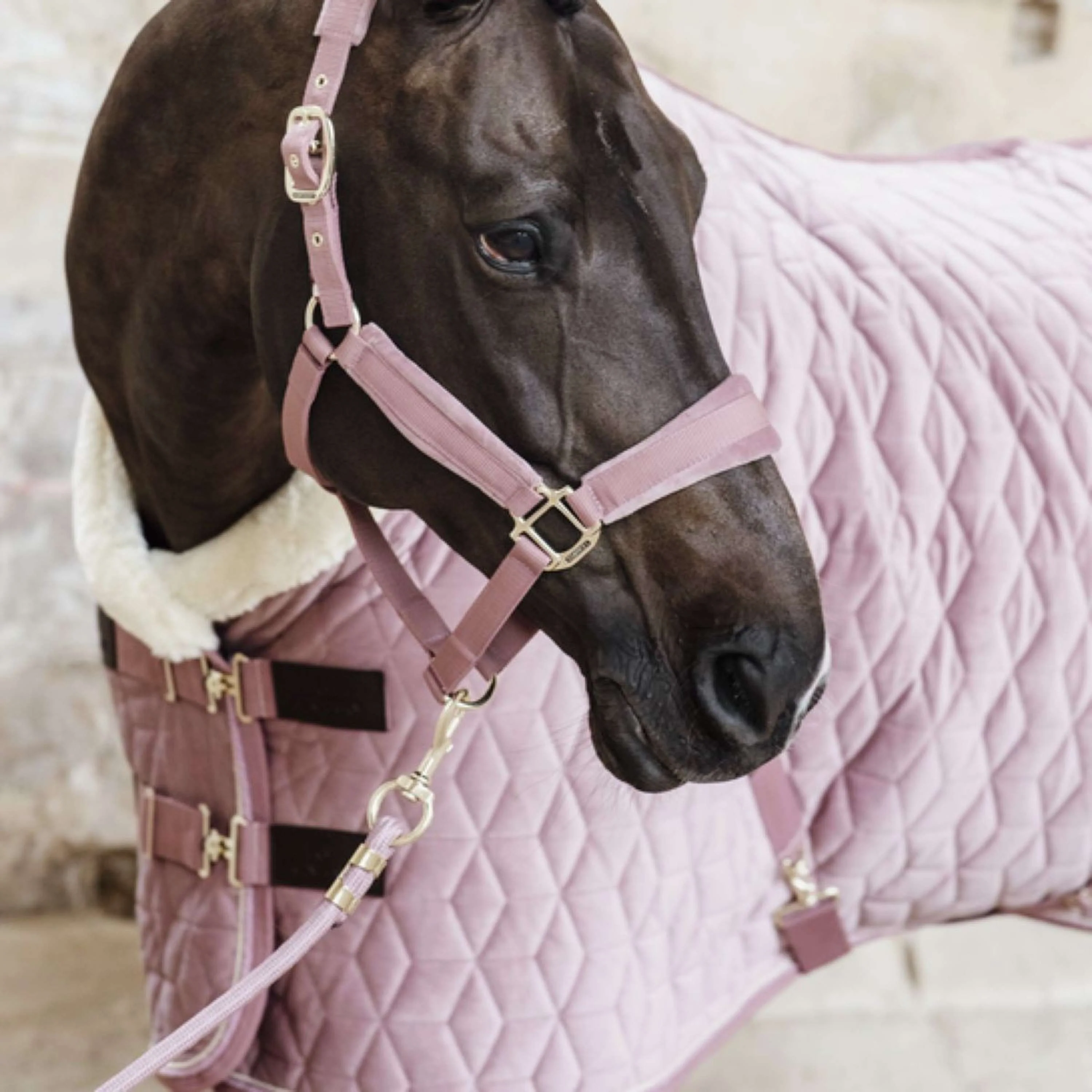 Kentucky Corde pour Licol Basic Rose Vieux - Image 2