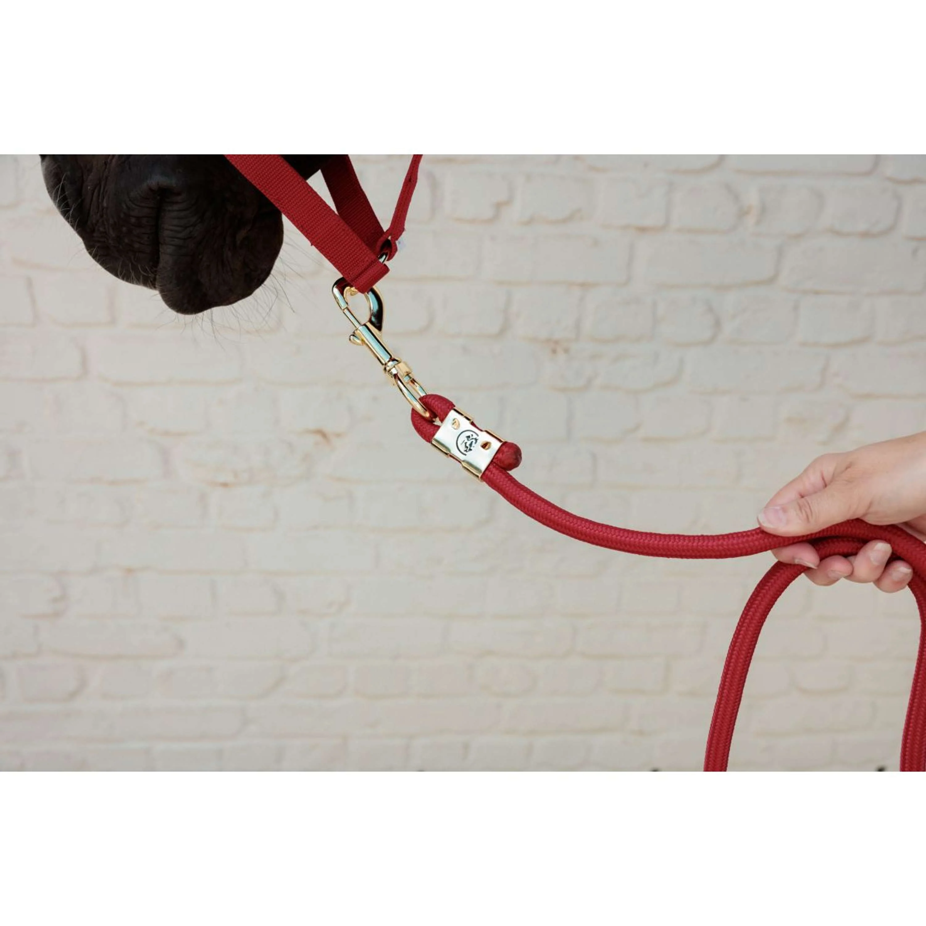 Kentucky Corde pour Licol Basic Rouge - Image 2