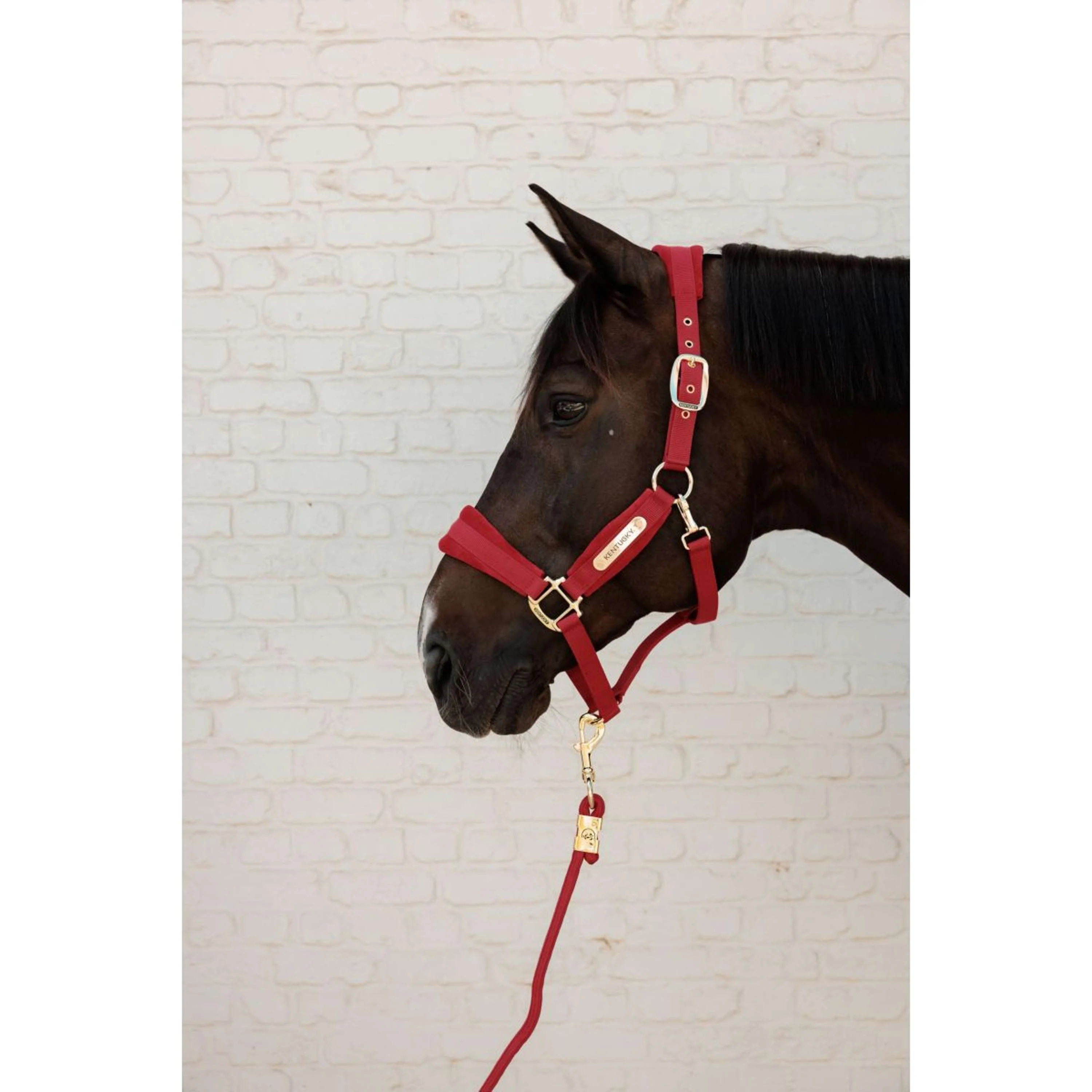 Kentucky Corde pour Licol Basic Rouge - Image 3
