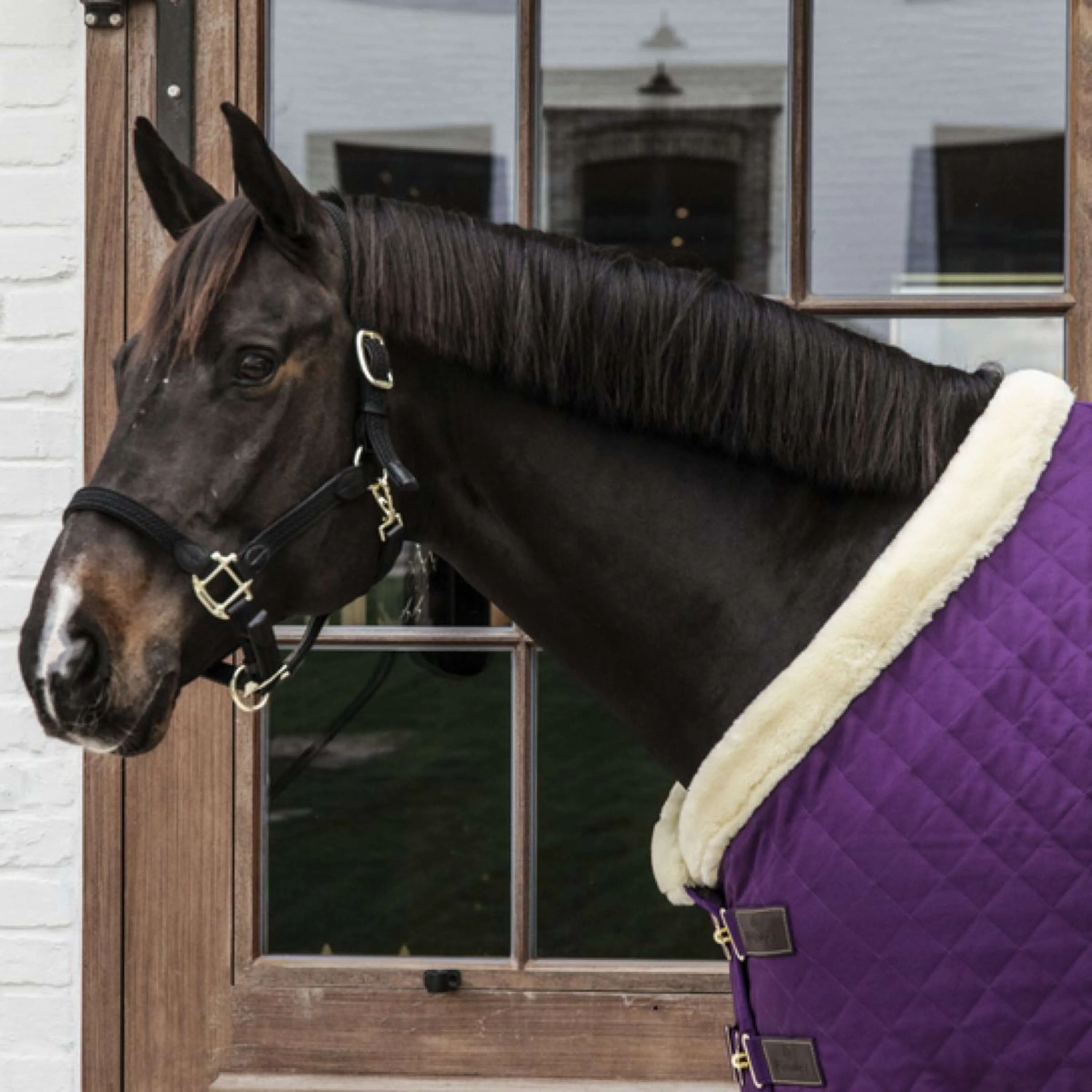 Kentucky Couverture de Concours 160g Violet - Image 3