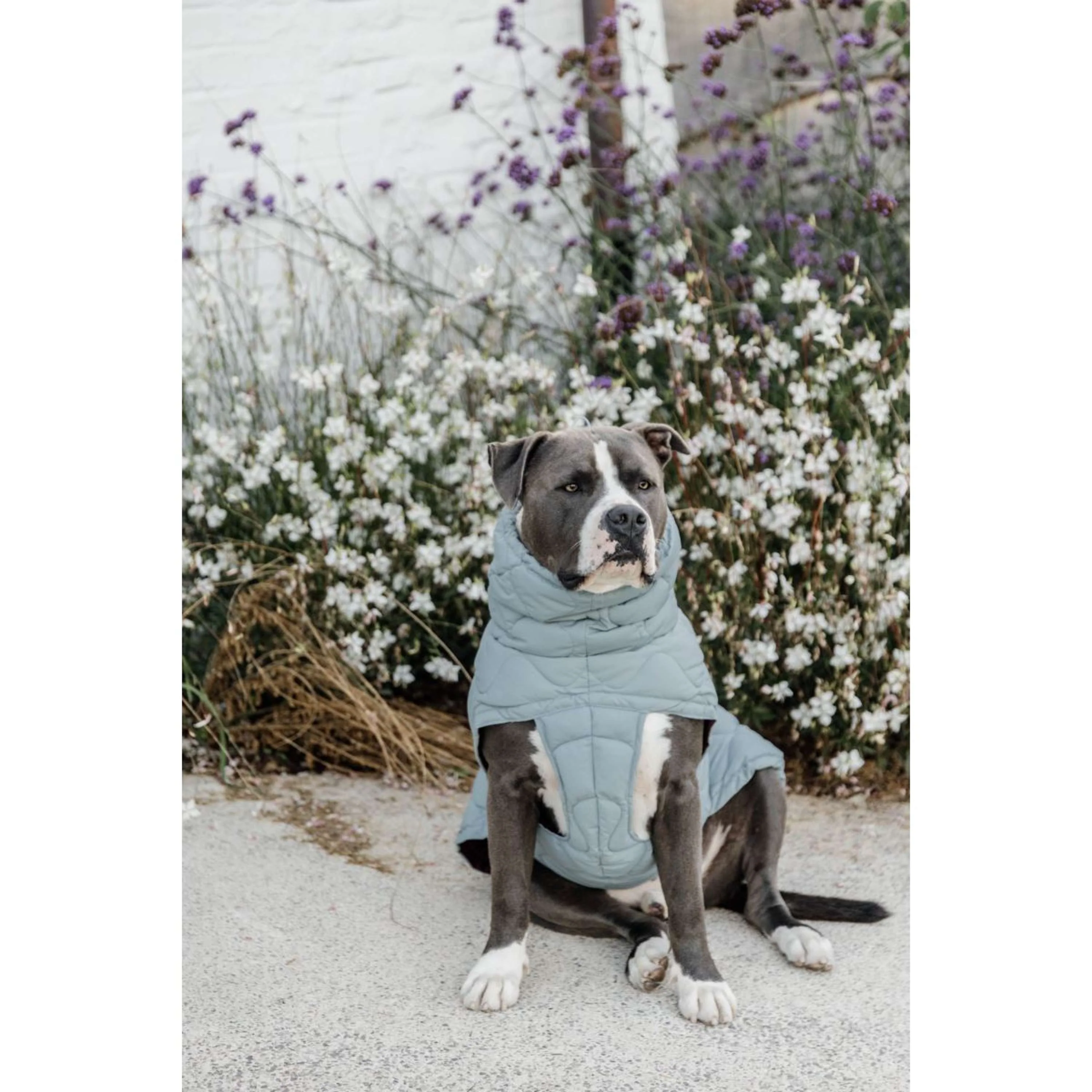 Kentucky Couverture pour Chien Winter Pina 160g Dusty Blue - Image 10