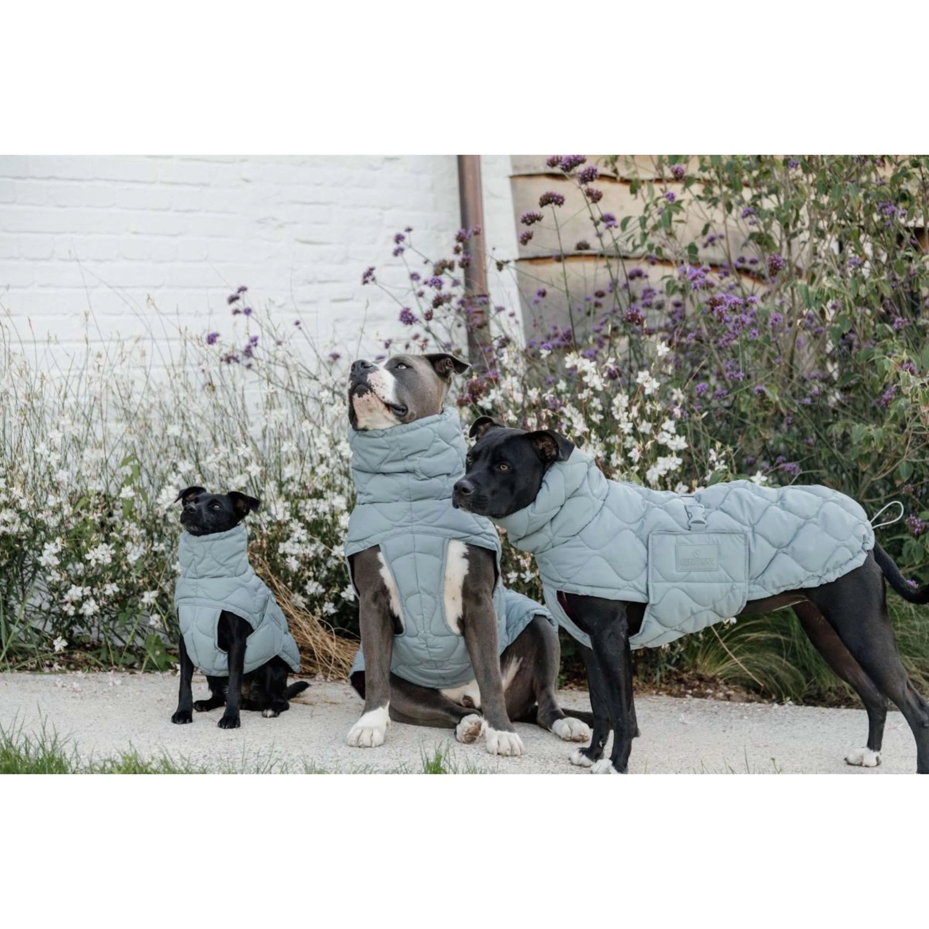 Kentucky Couverture pour Chien Winter Pina 160g Dusty Blue - Image 5