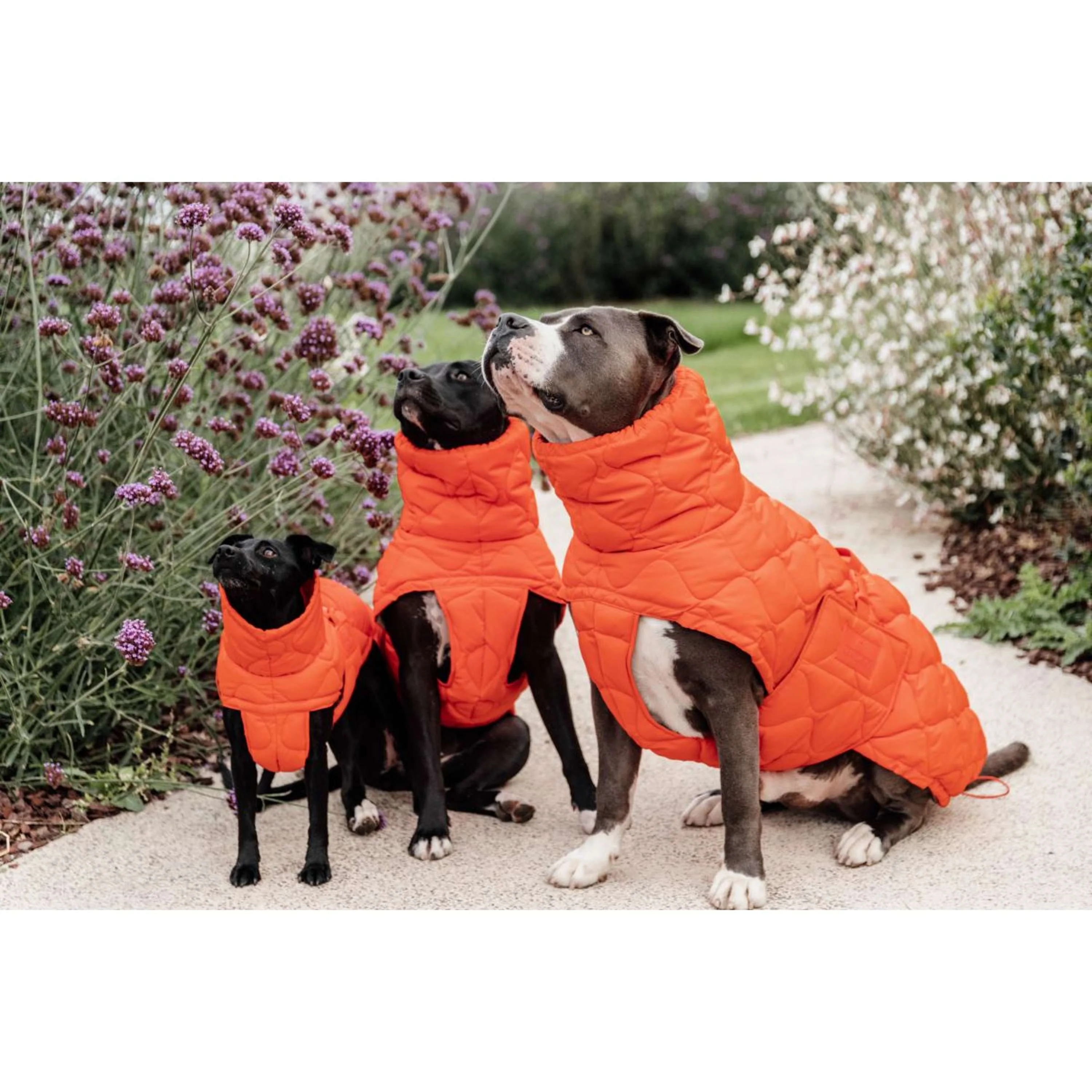Kentucky Couverture pour Chien Winter Pina 160g Orange - Image 3