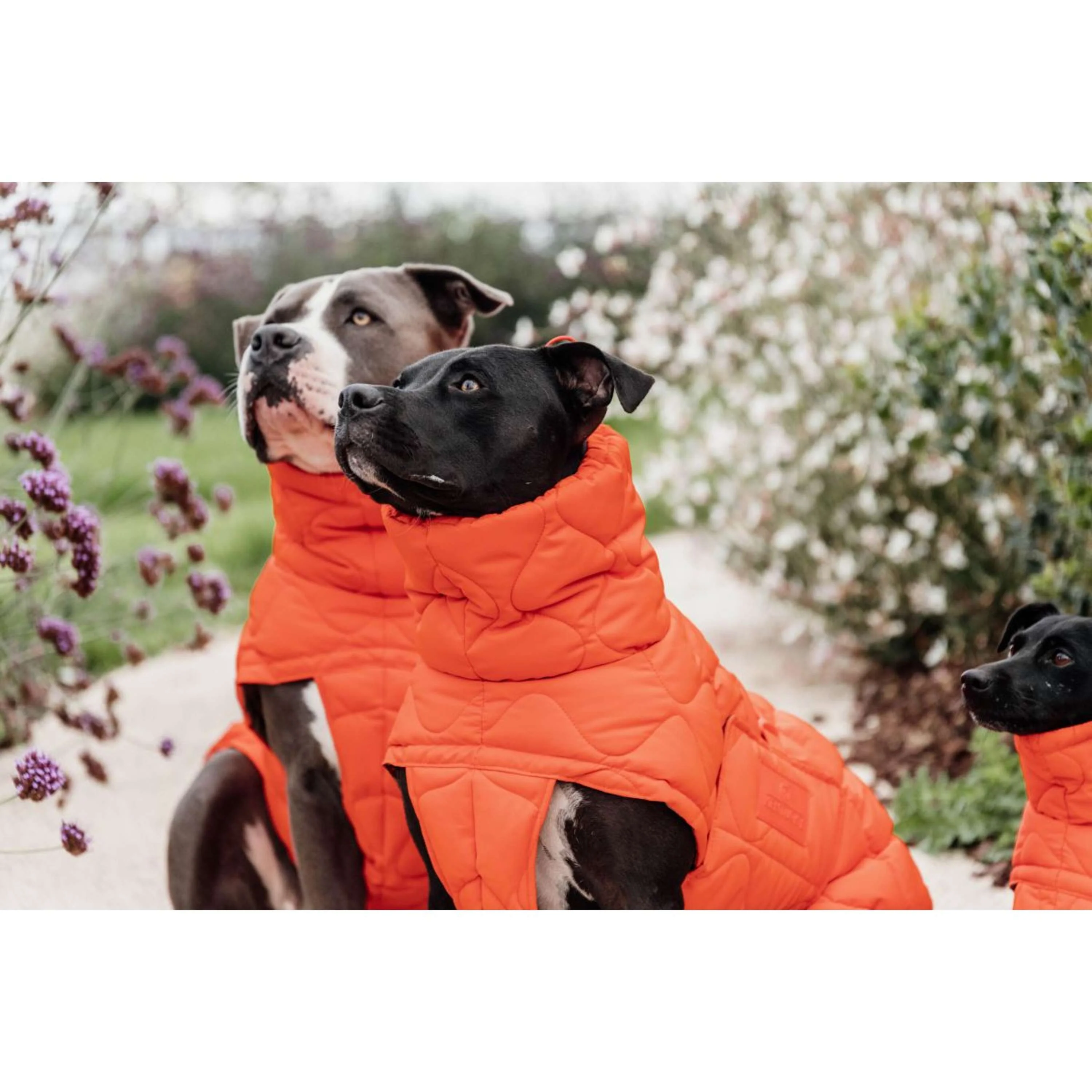 Kentucky Couverture pour Chien Winter Pina 160g Orange - Image 4
