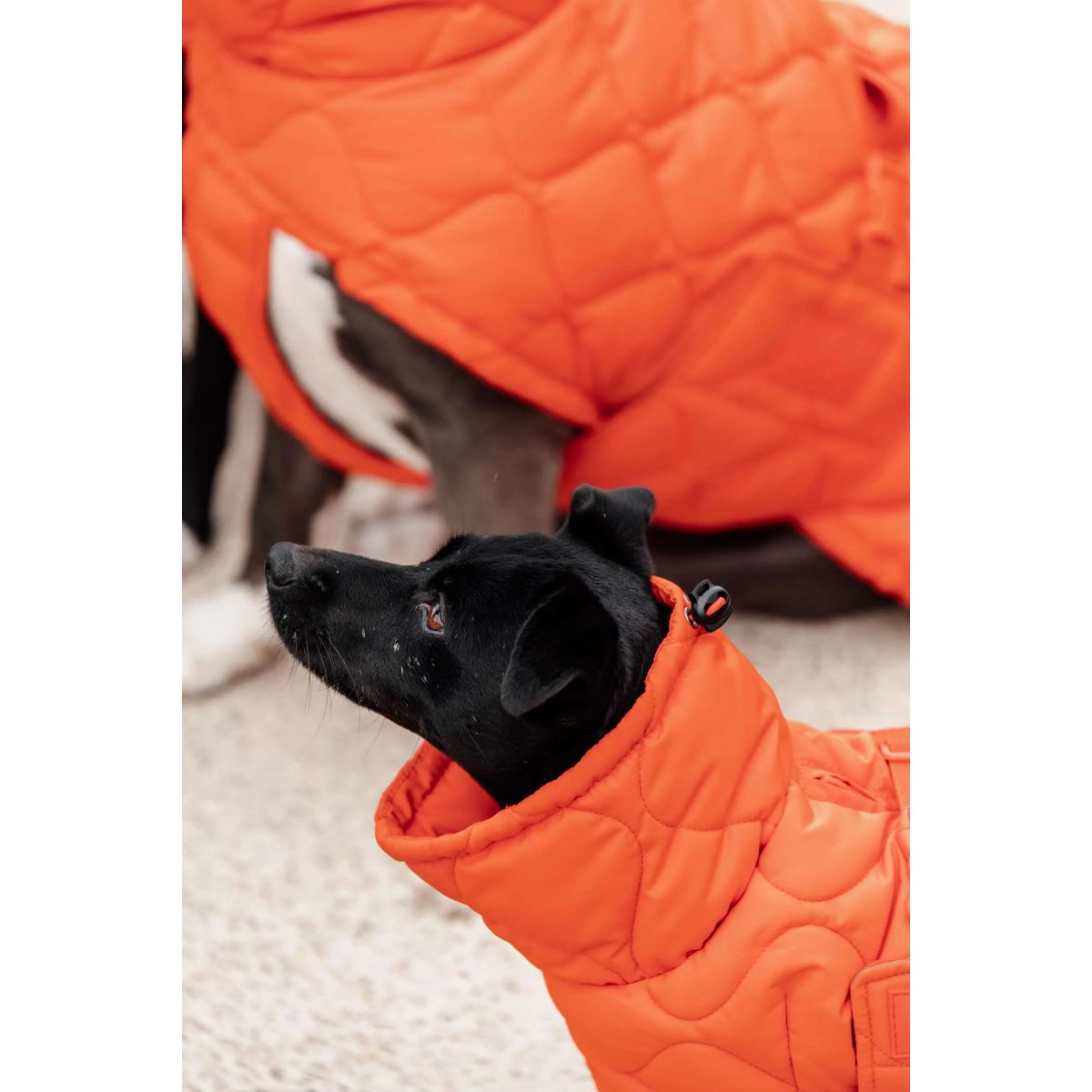 Kentucky Couverture pour Chien Winter Pina 160g Orange - Image 5