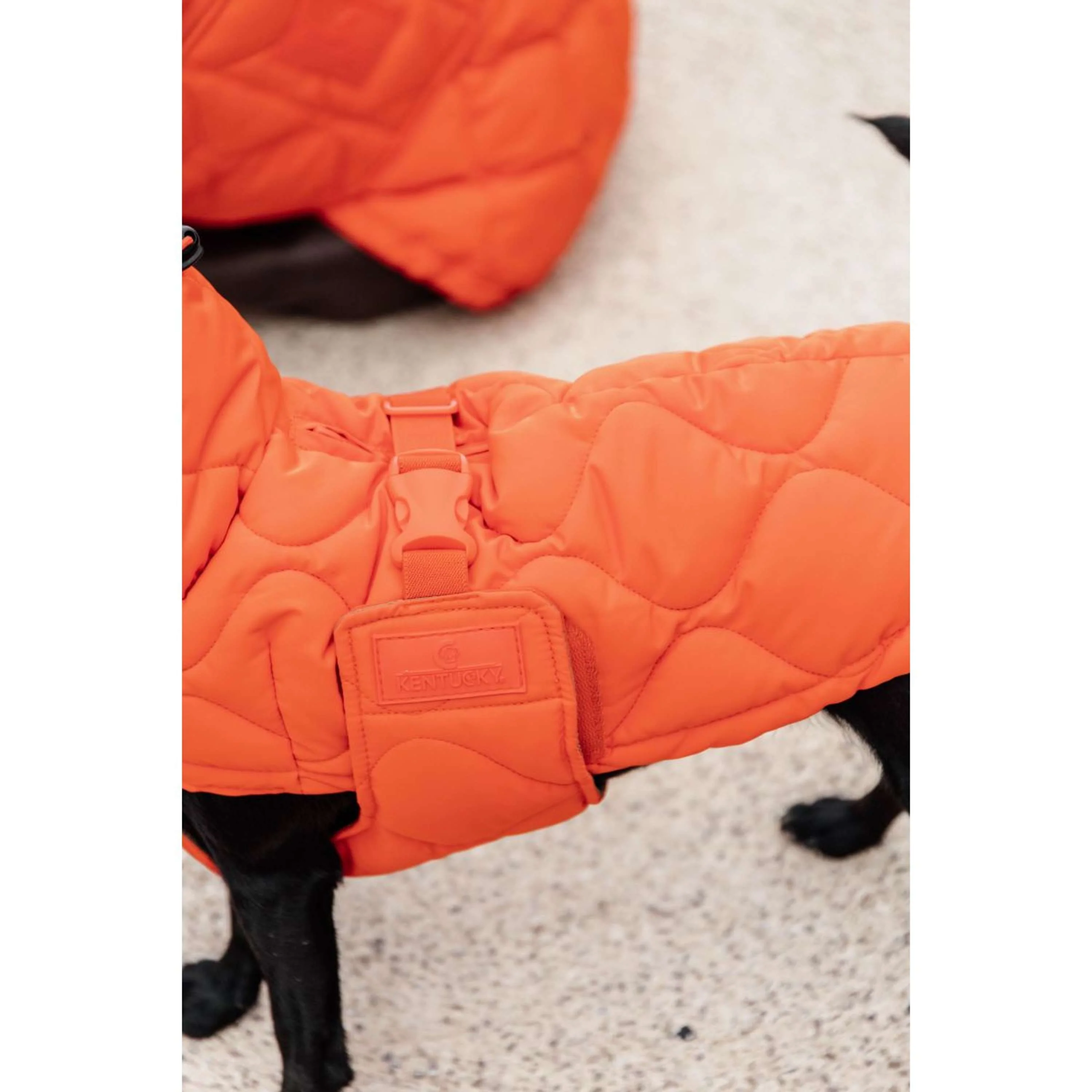 Kentucky Couverture pour Chien Winter Pina 160g Orange - Image 6
