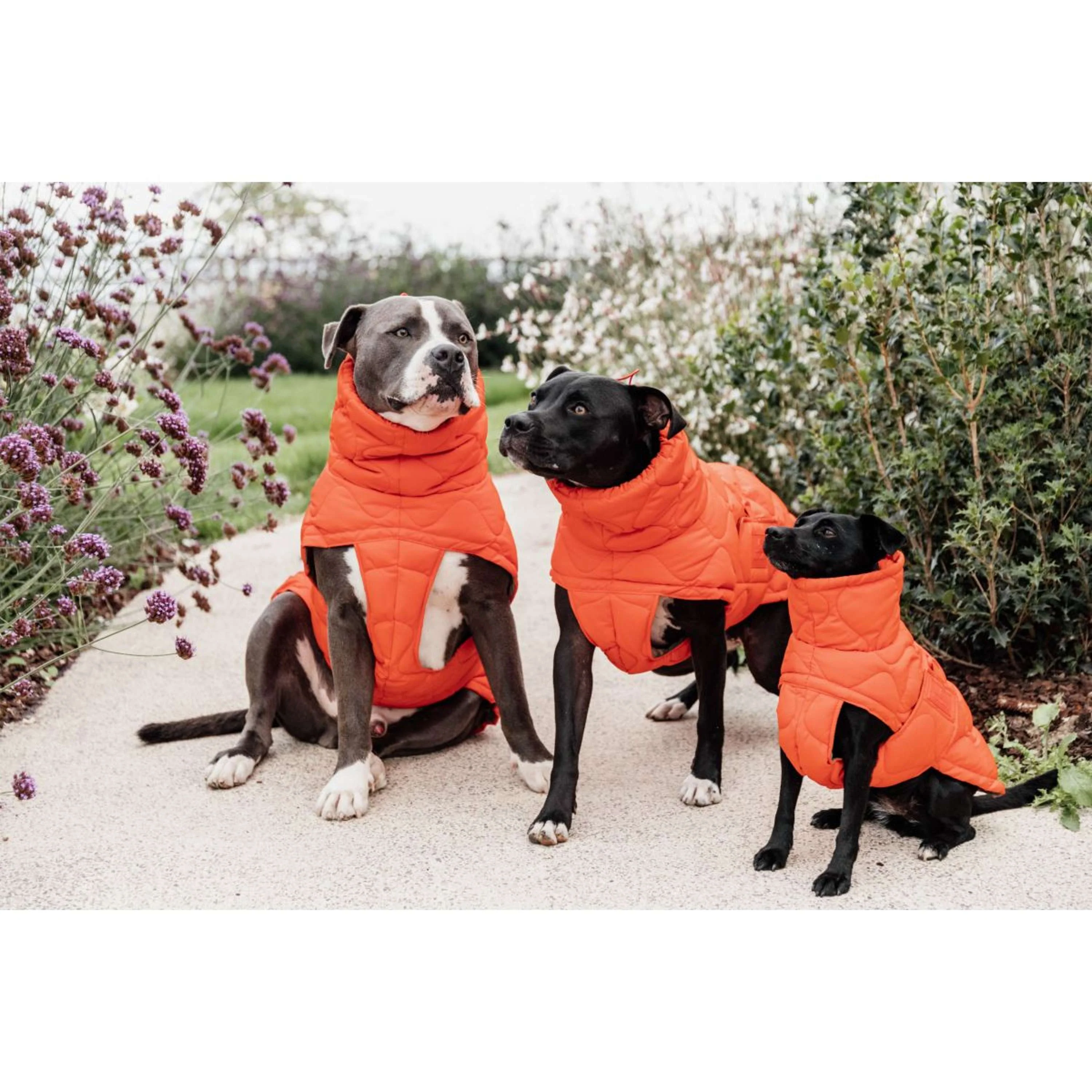 Kentucky Couverture pour Chien Winter Pina 160g Orange - Image 9