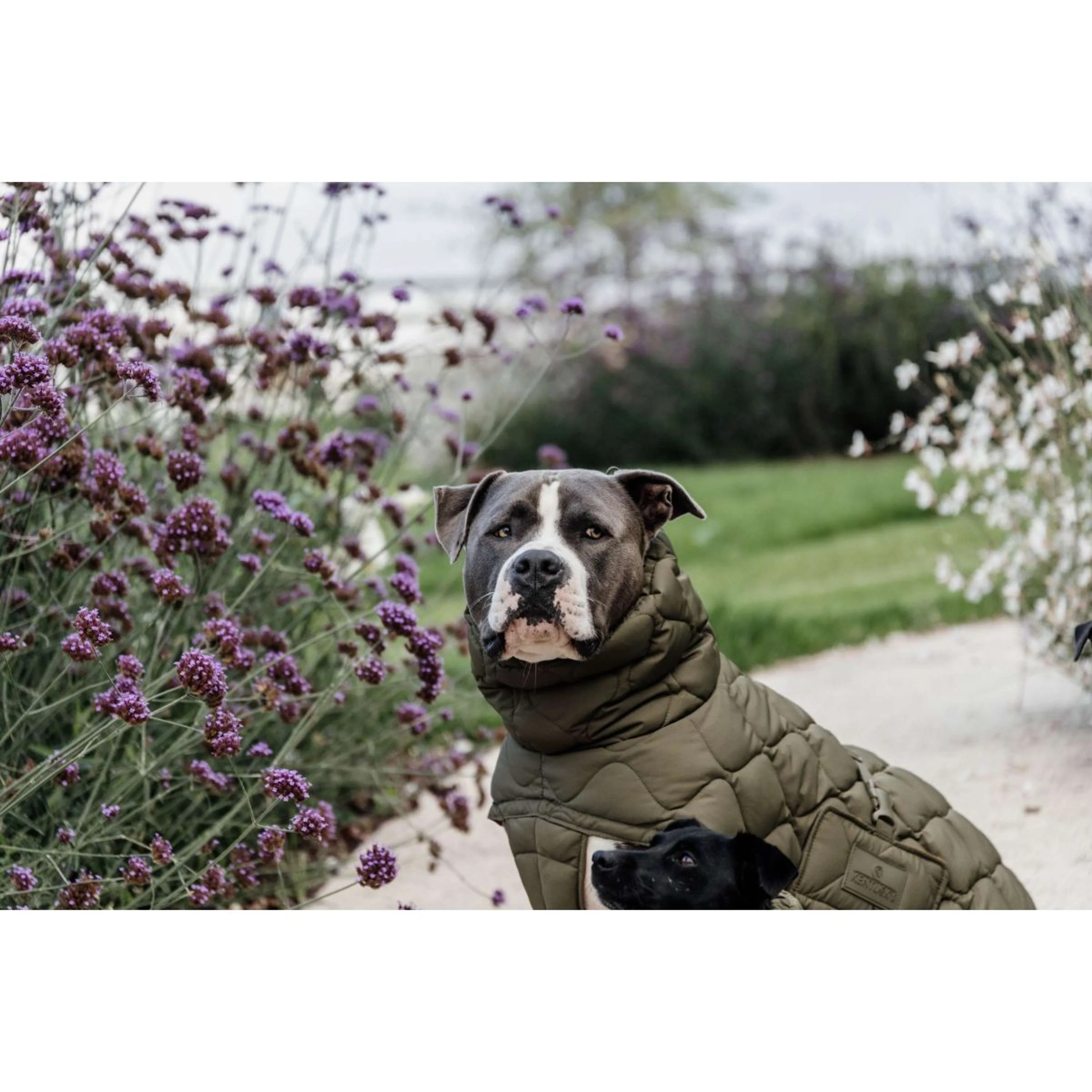 Kentucky Couverture pour Chien Winter Pina 160g Pine Green - Image 4